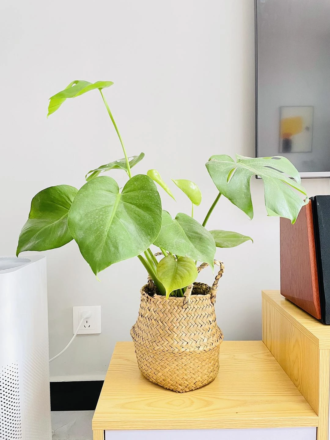 今天立春，终于有一颗植物被我成功养活，恭喜你顺利 - 图2