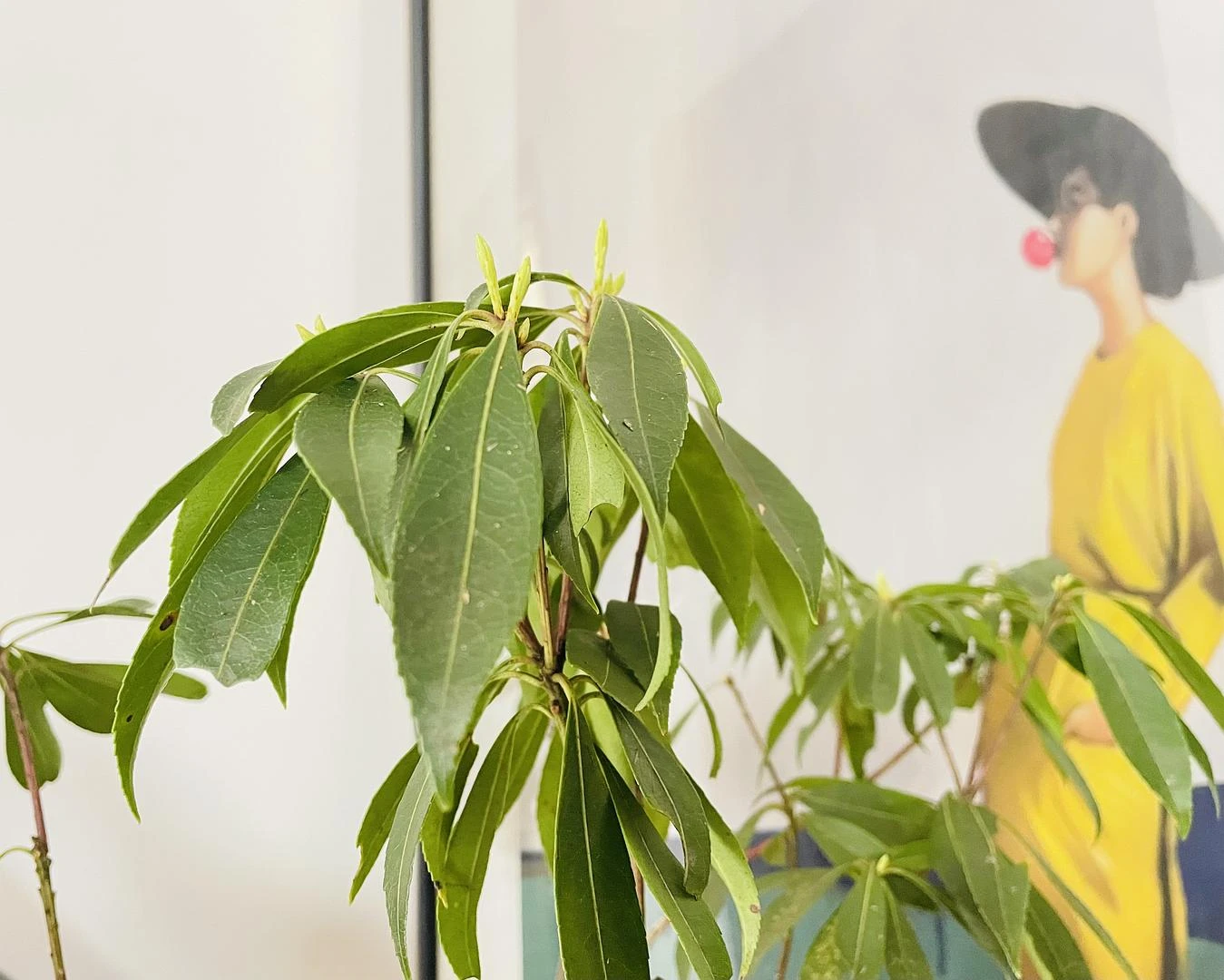 春天是个万物复苏的季节
今天一早起来发现马醉木长 - 图1