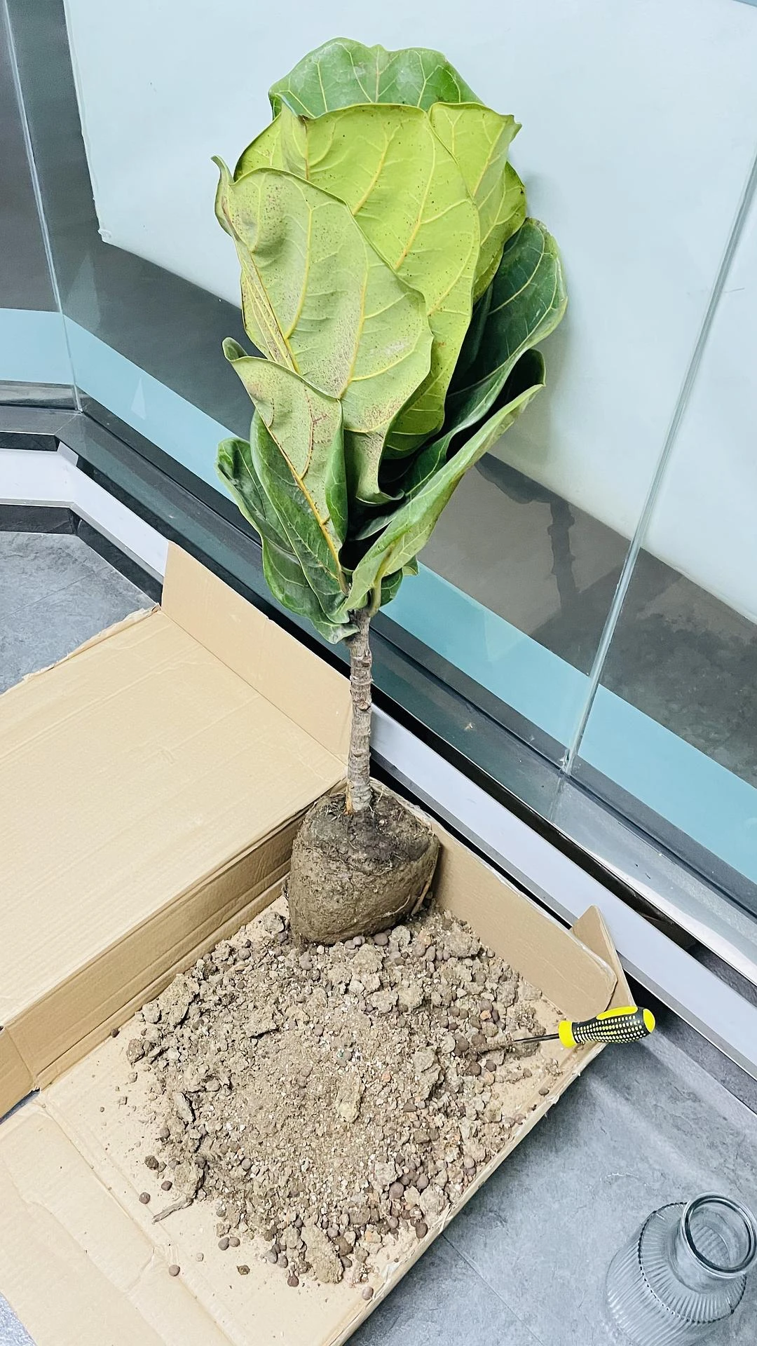 在办公室种一棵琴叶榕
没有挖土工具用🪛挖土
种 - 图1