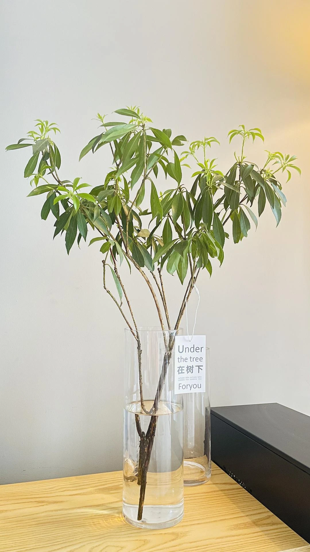长出新叶子🍃 - 图1