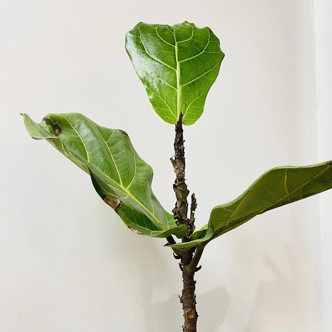 给我的树加了点咖啡渣
希望它能多长点叶子🍃 - 图1