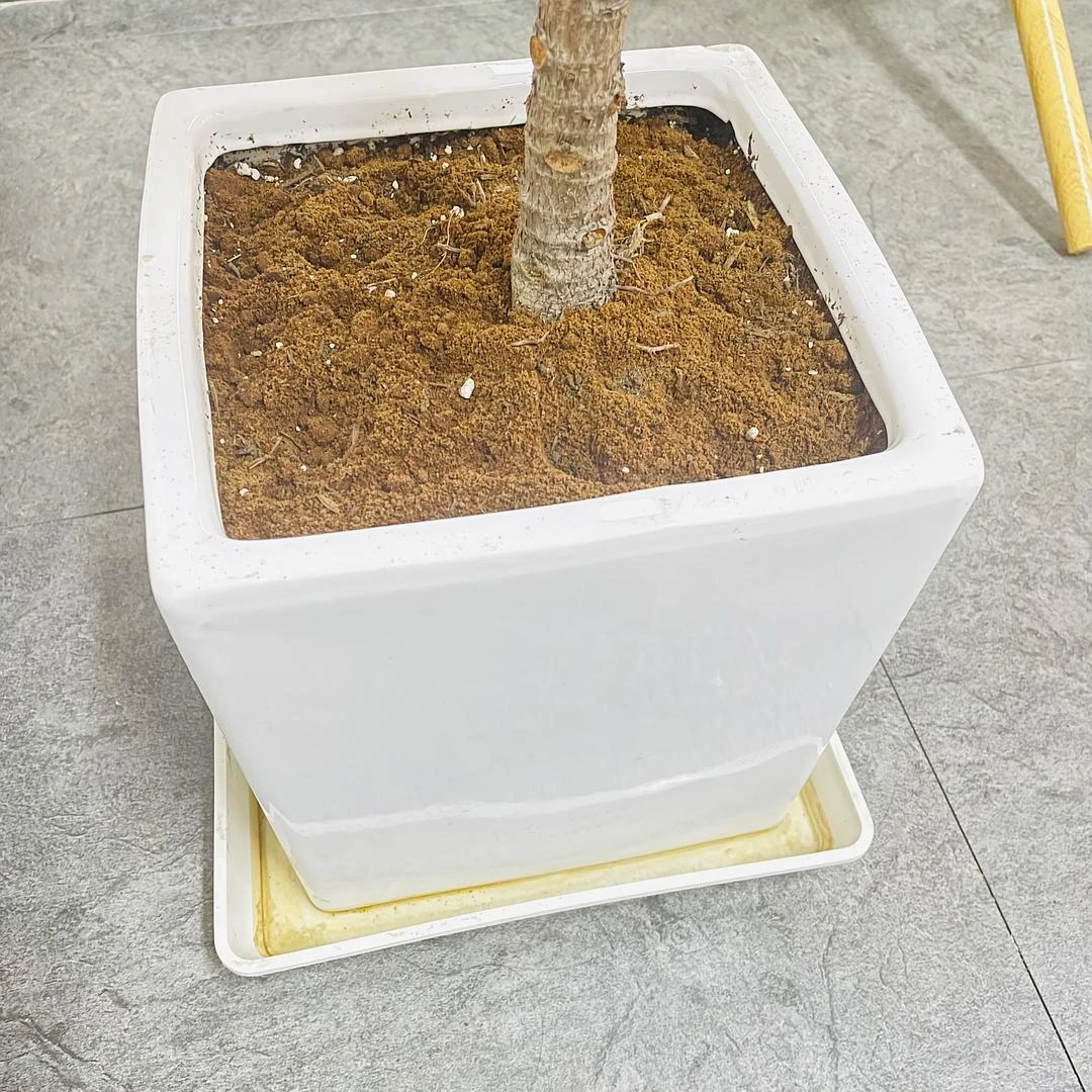 给我的树加了点咖啡渣
希望它能多长点叶子🍃 - 图2