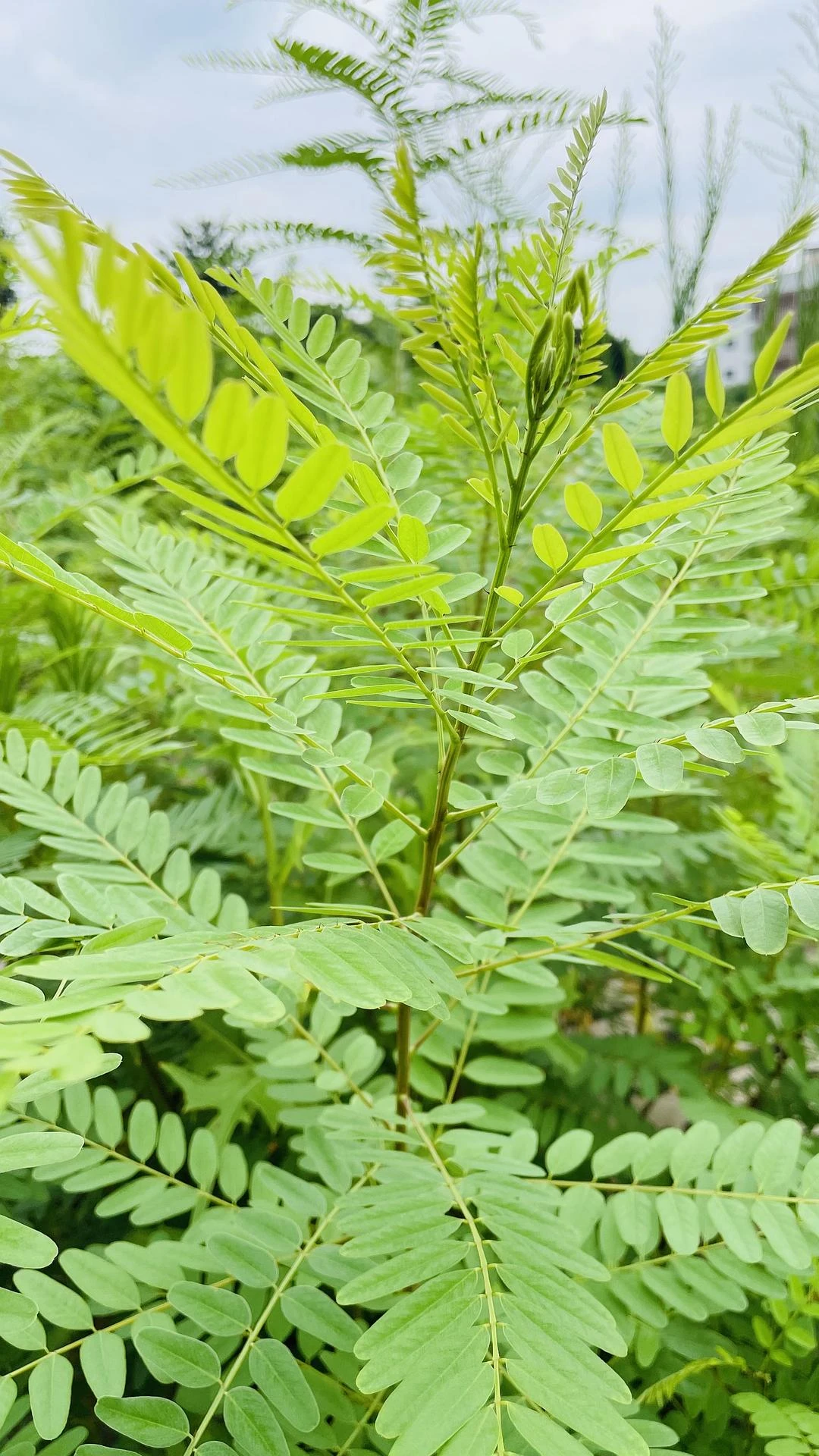 懒羊羊说看到好看的植物要用电话手表拍下来 - 图1