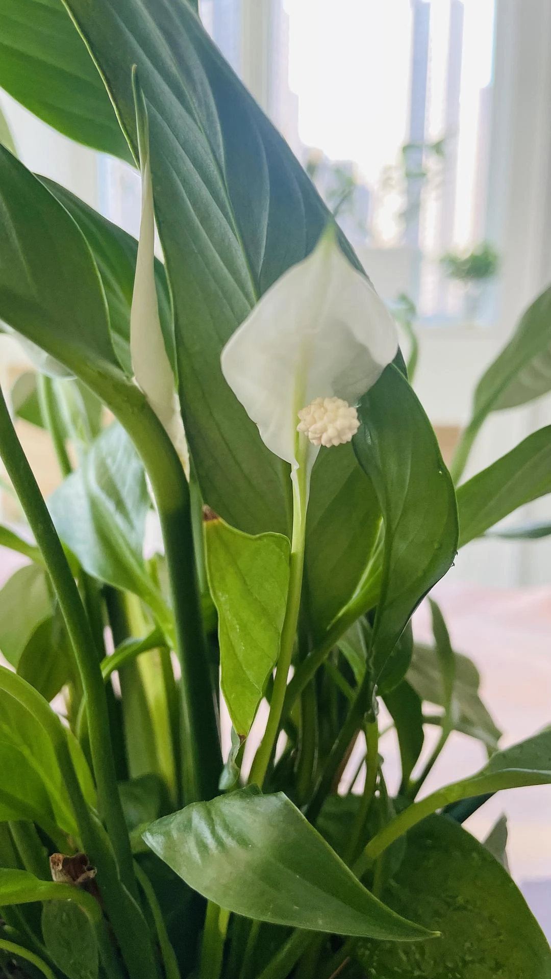 白掌又开花了 - 图1