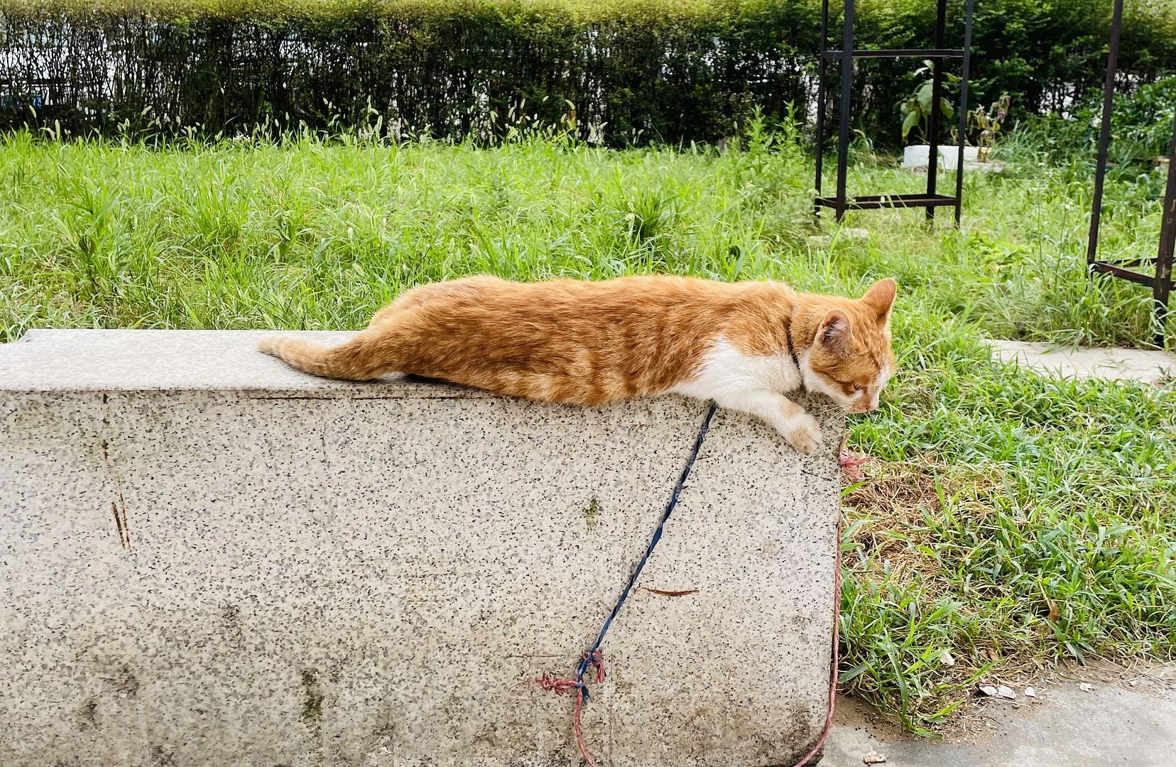 被主人绑住后
选择“躺平”的猫咪🐈 - 图1