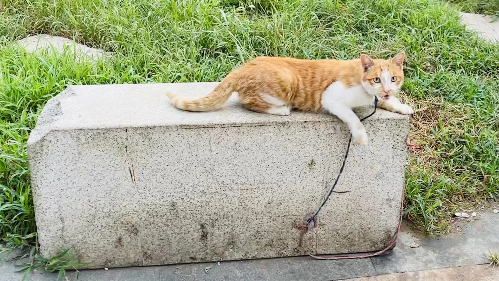 被主人绑住后
选择“躺平”的猫咪🐈 - 图2