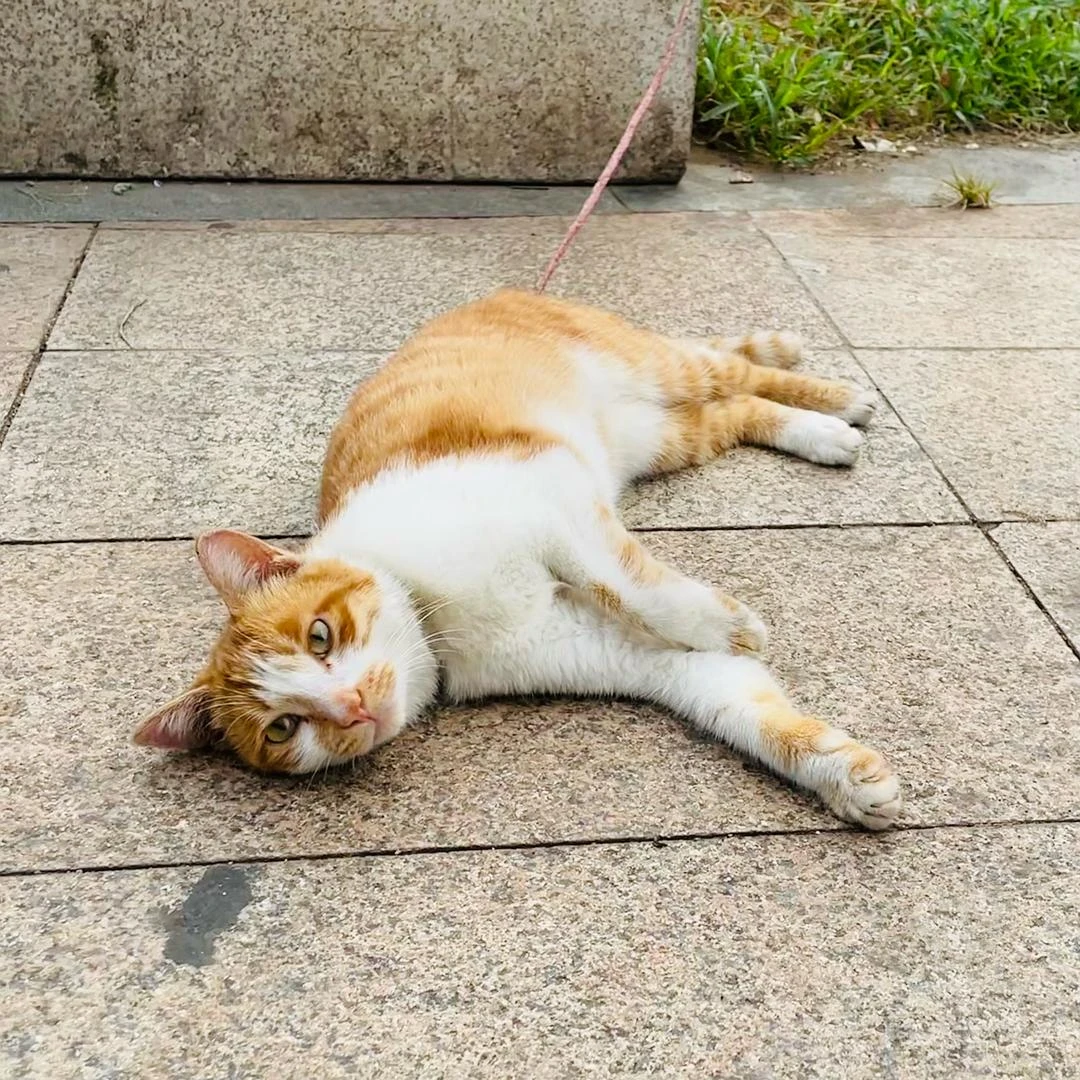 被主人绑住后
选择“躺平”的猫咪🐈 - 图3