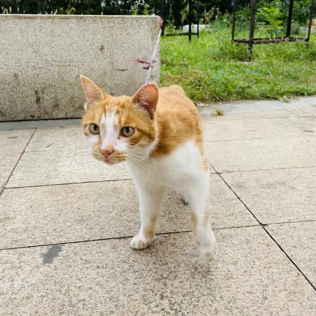 被主人绑住后
选择“躺平”的猫咪🐈 - 图4