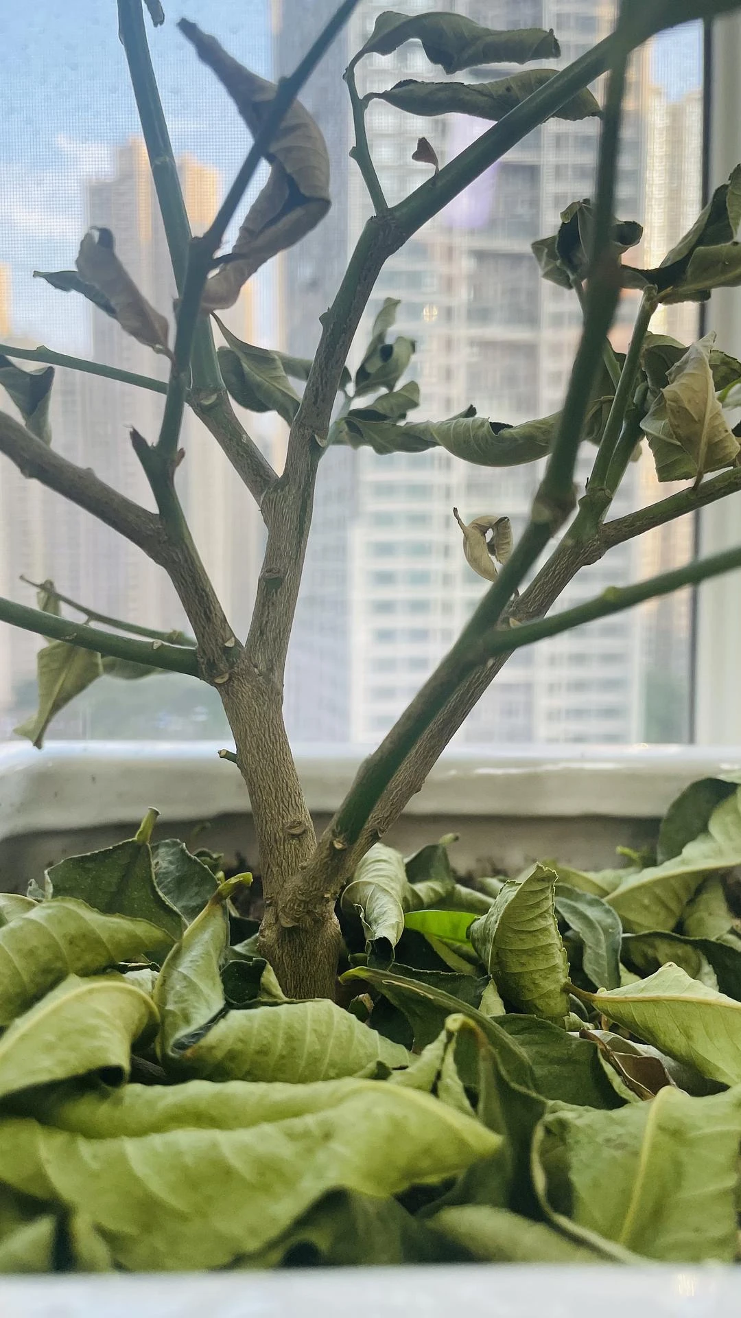香水柠檬连干枯的叶子都是香的 - 图1