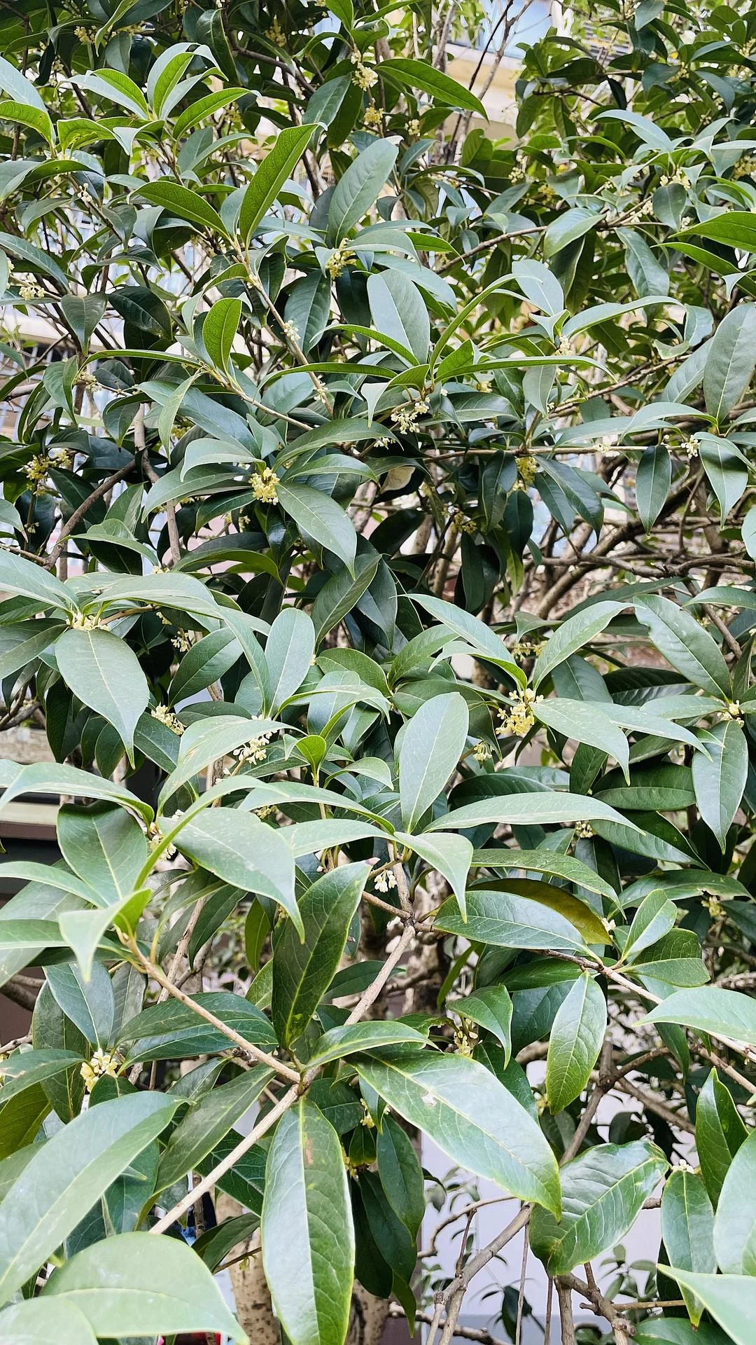 大早上闻到桂花香 - 图1