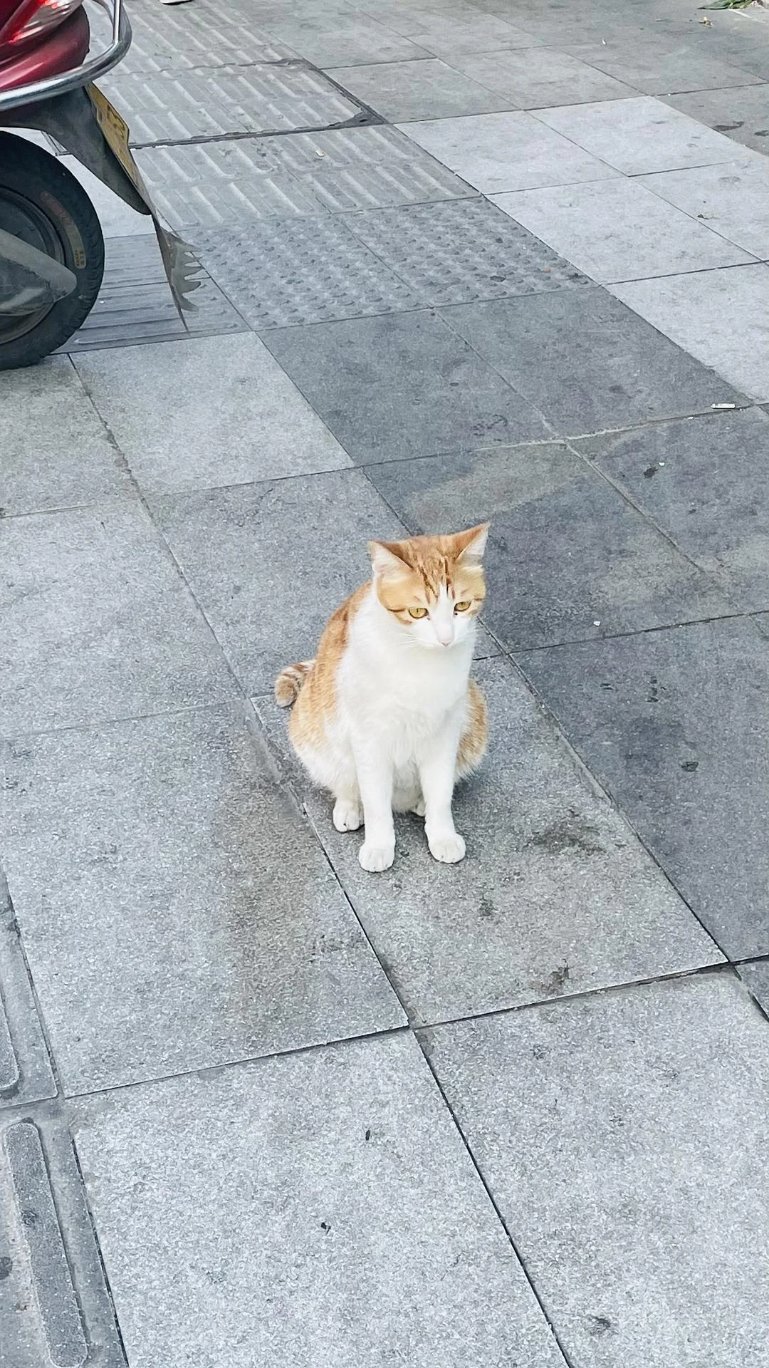 撞见一只可爱的拦路喵🐈 - 图1