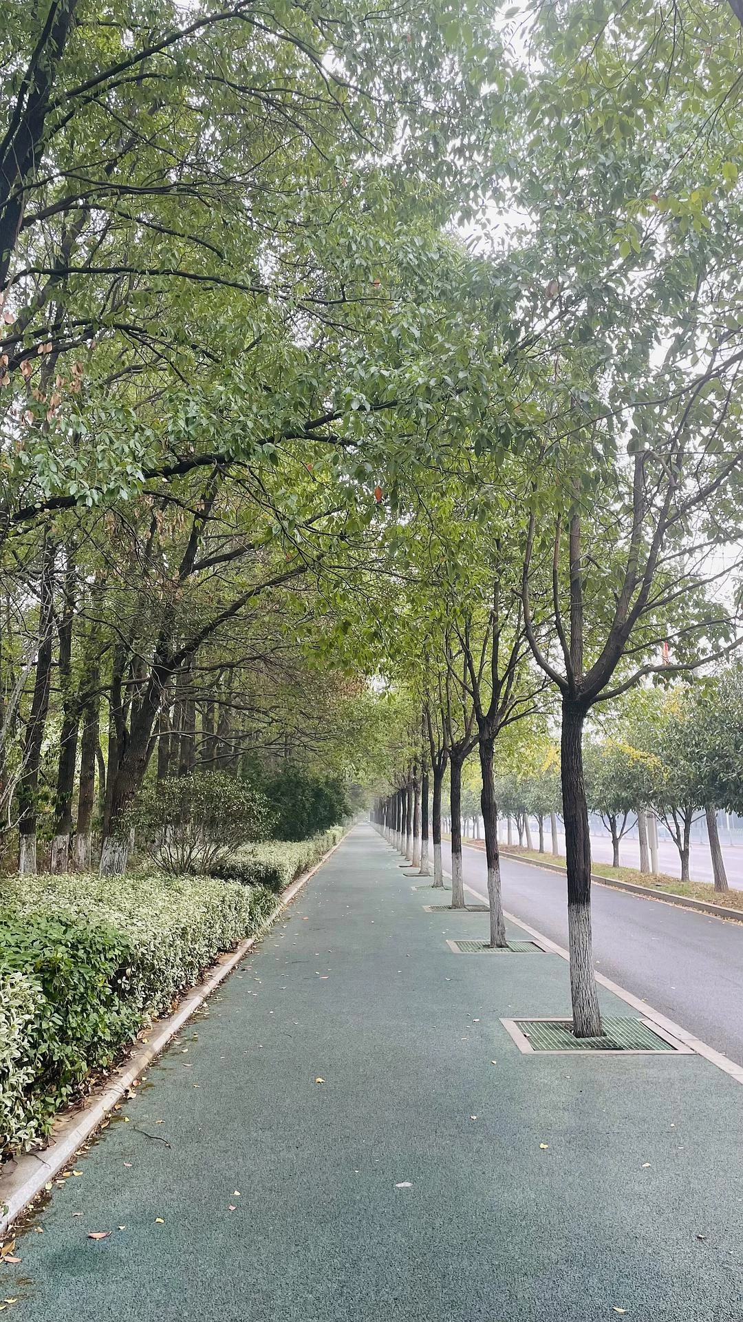 北方城市这个时候已经黄了 - 图1