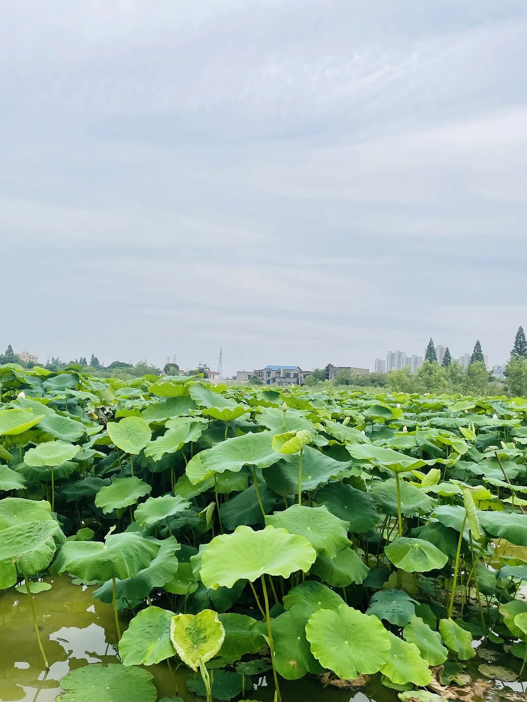 QQ庄园后面那片杨梅，已经快被摘完了，10块钱一 - 图1