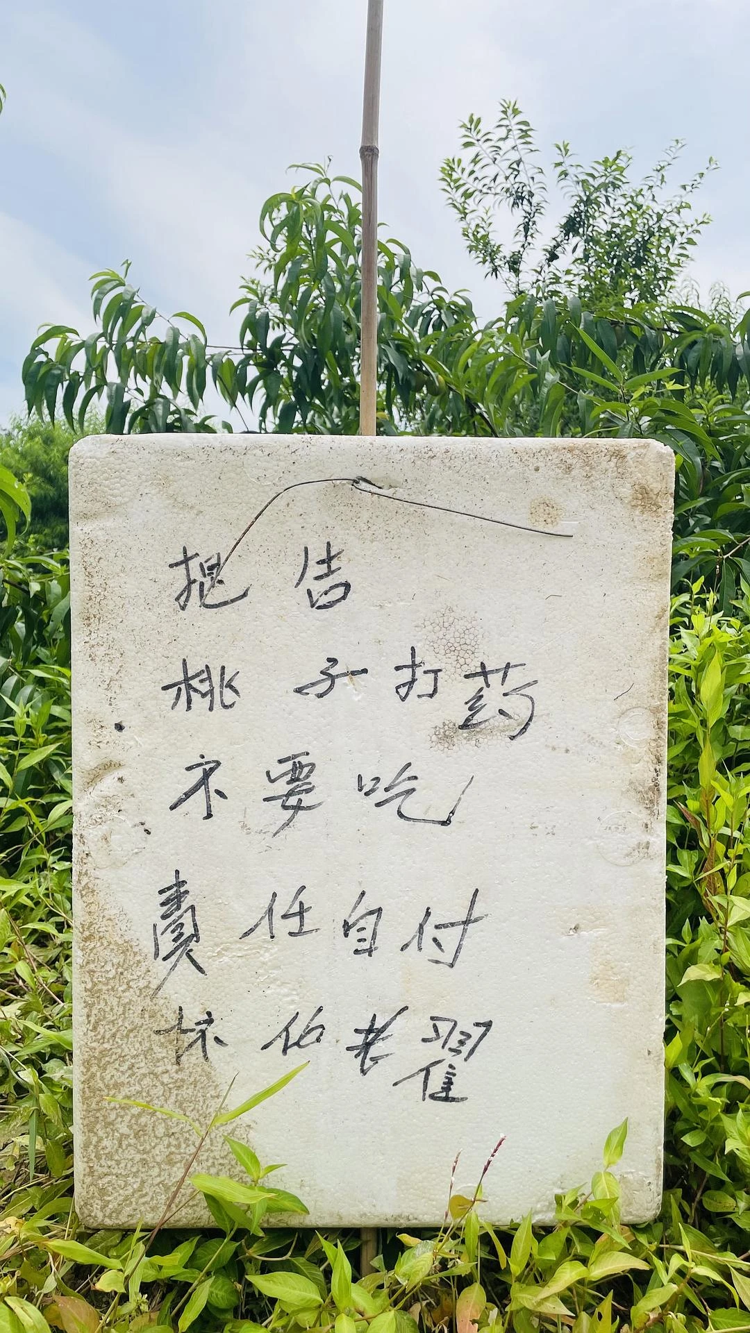 QQ庄园后面那片杨梅，已经快被摘完了，10块钱一 - 图4