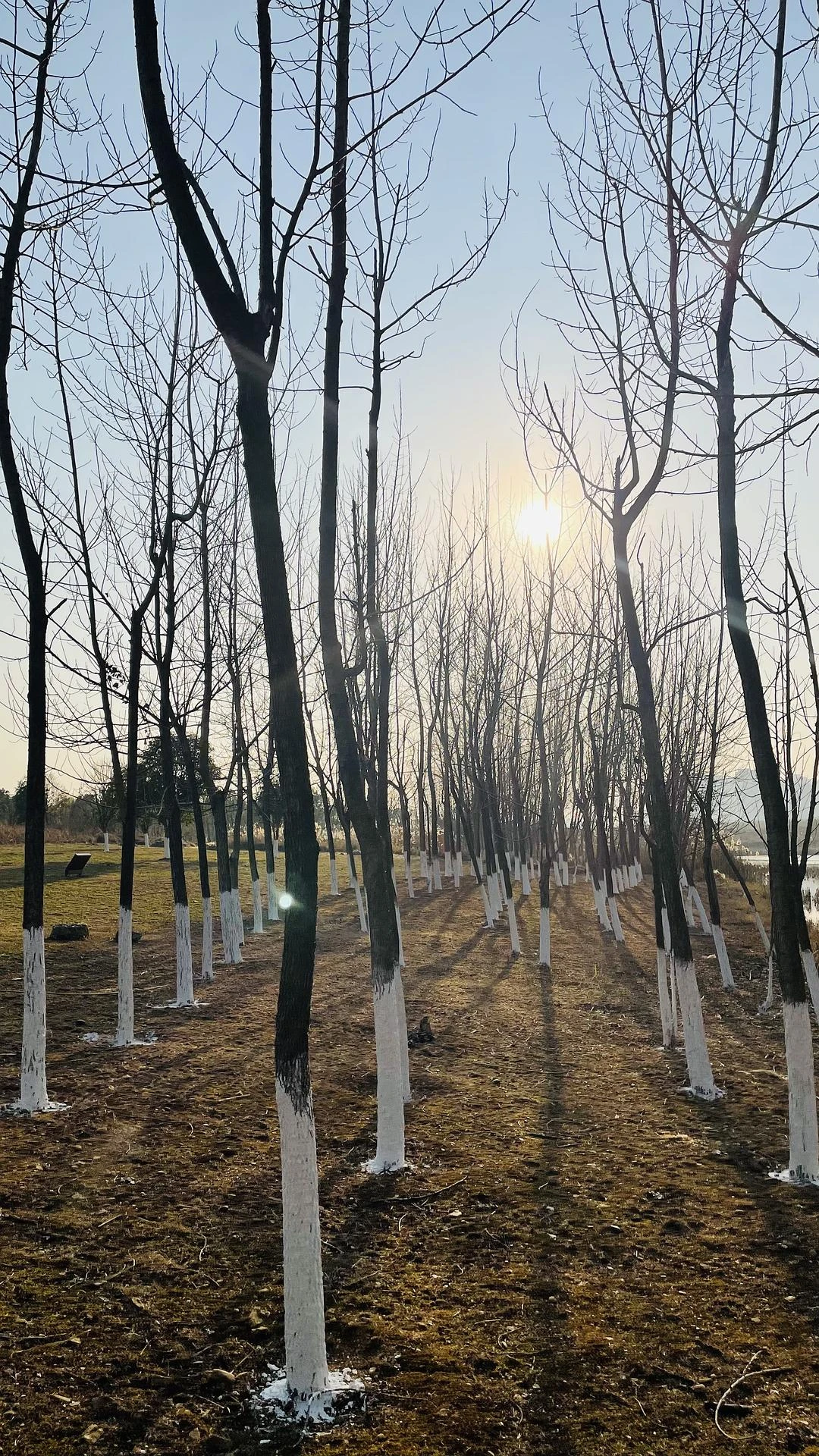 不要做永远都合群的人
做异见者，做一会儿孤松
独 - 图1