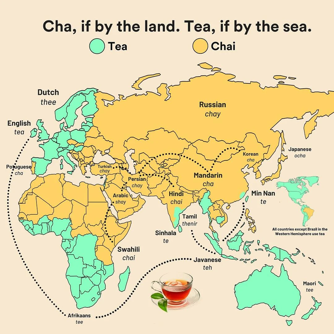 全世界各种语言的"茶"，只有两种读音，一种是 c - 图1