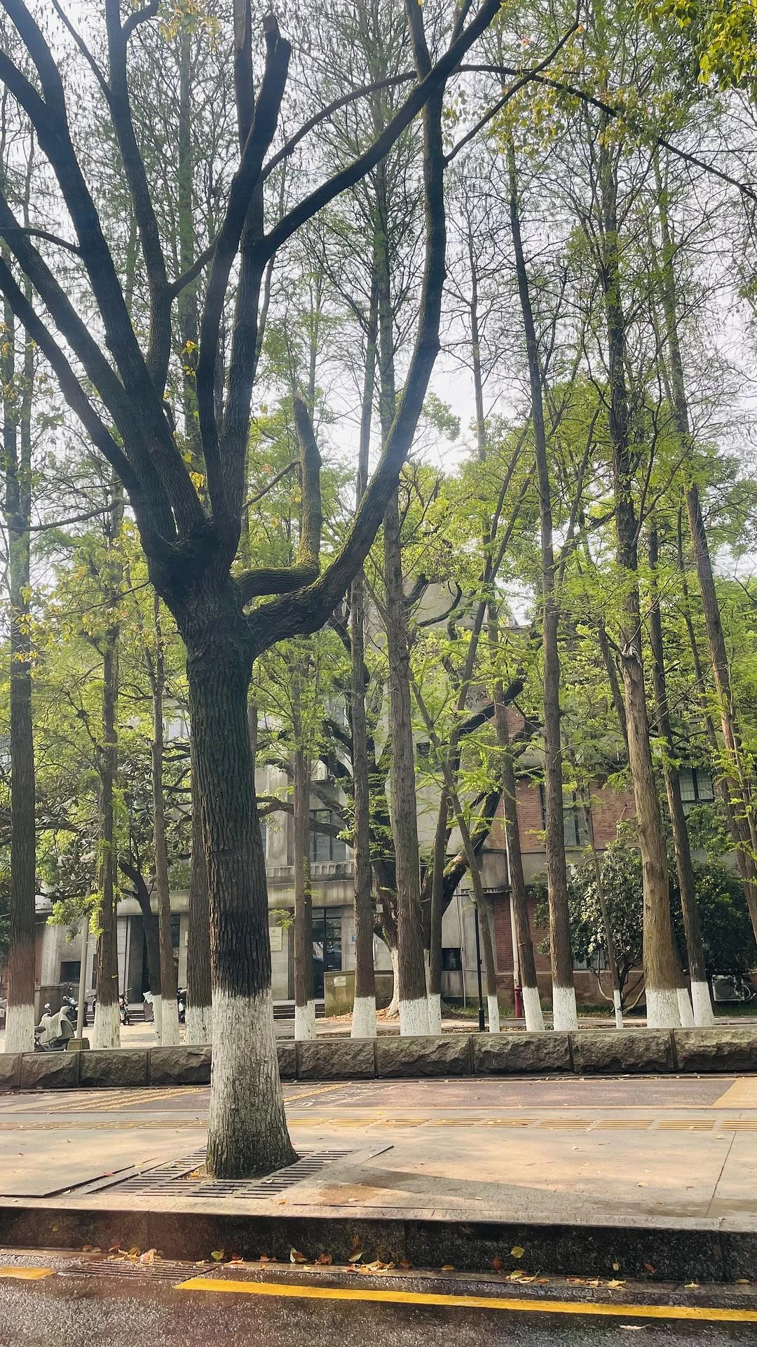 只是突然很想出门吃个早餐 - 图1