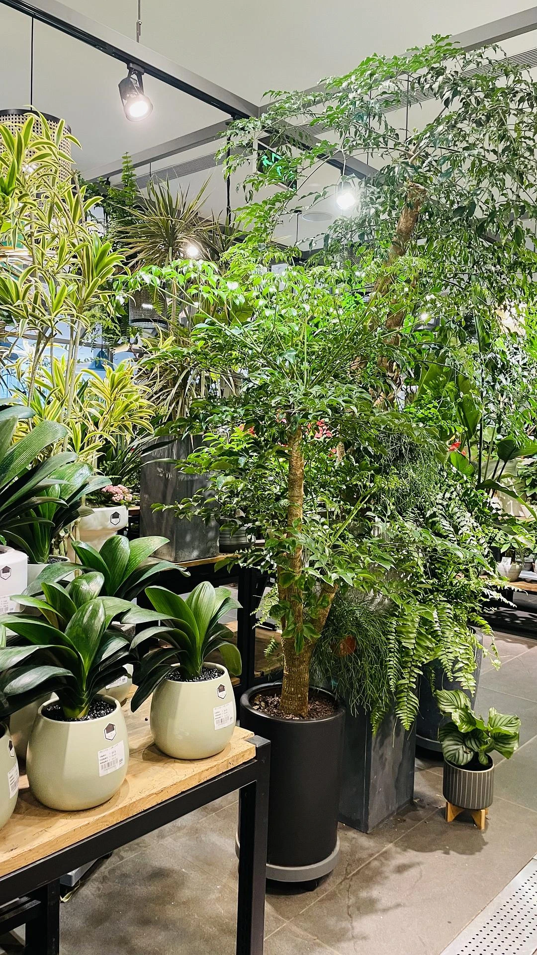 植物杀手又想养绿植了🪴 - 图1