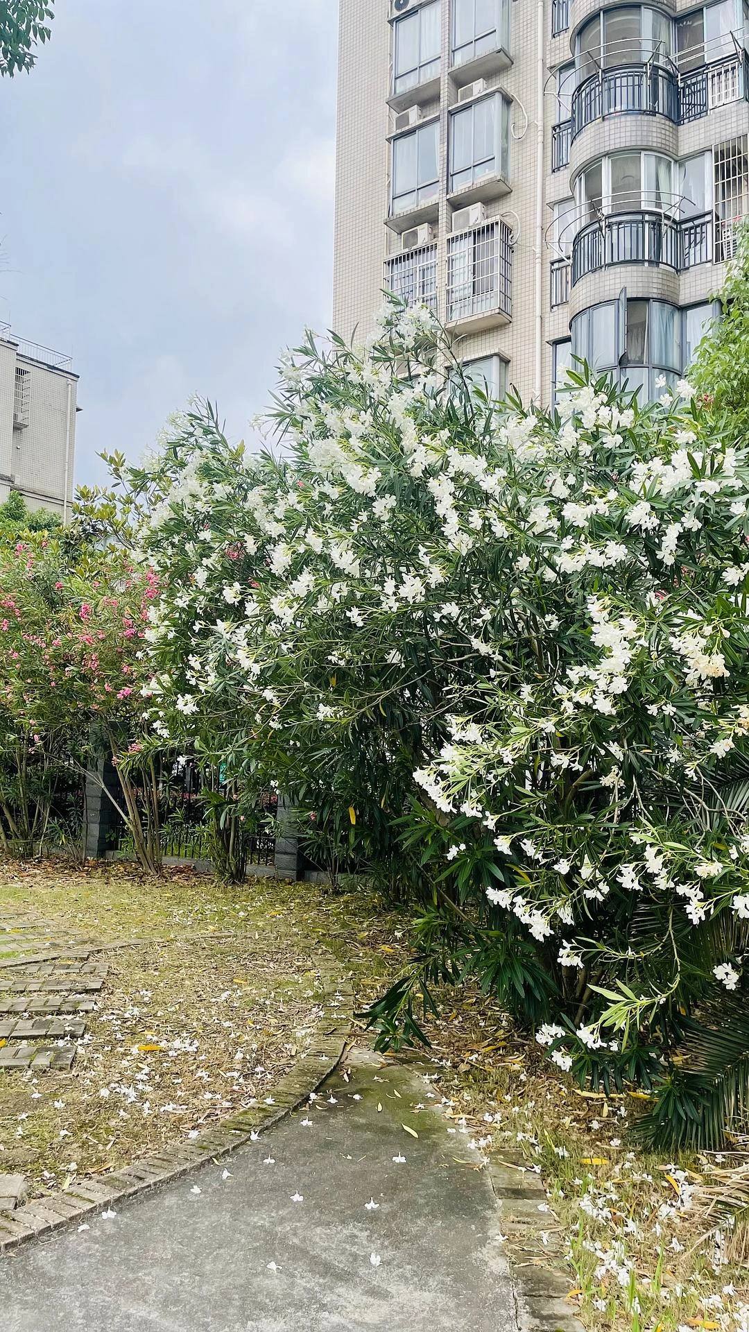 楼下不知名的花开得正茂盛
  #
我所记录的季节 - 图1