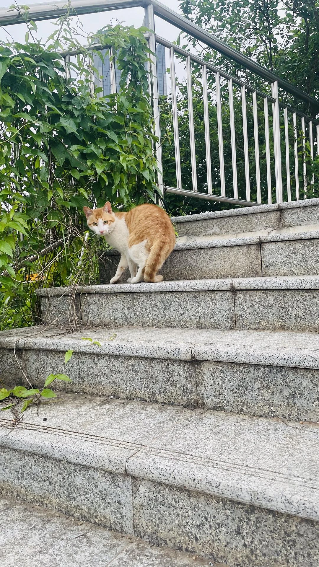 散步路上撞见一只攻击属性很强的喵咪
  #
猫怎 - 图1