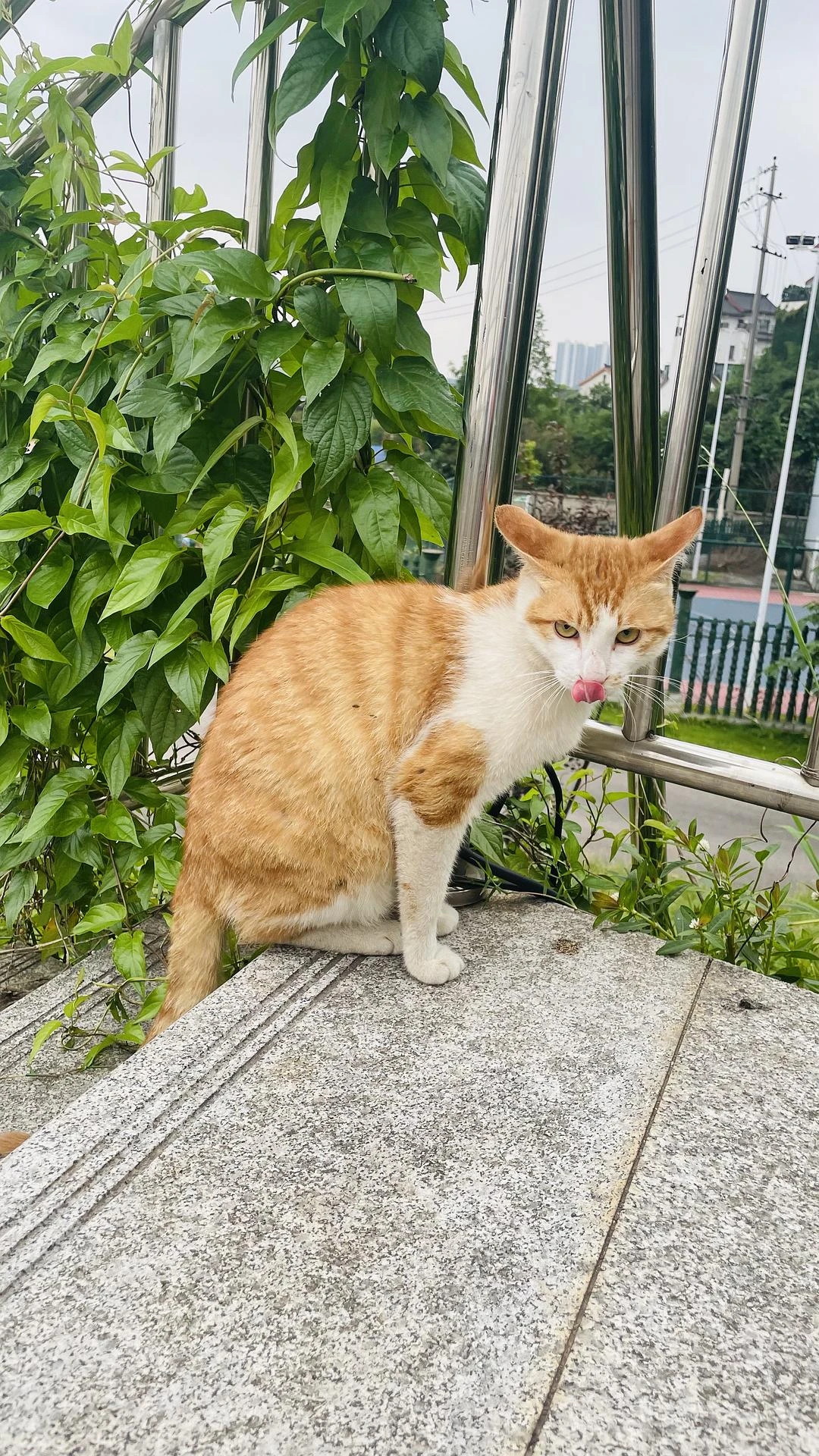 散步路上撞见一只攻击属性很强的喵咪
  #
猫怎 - 图2
