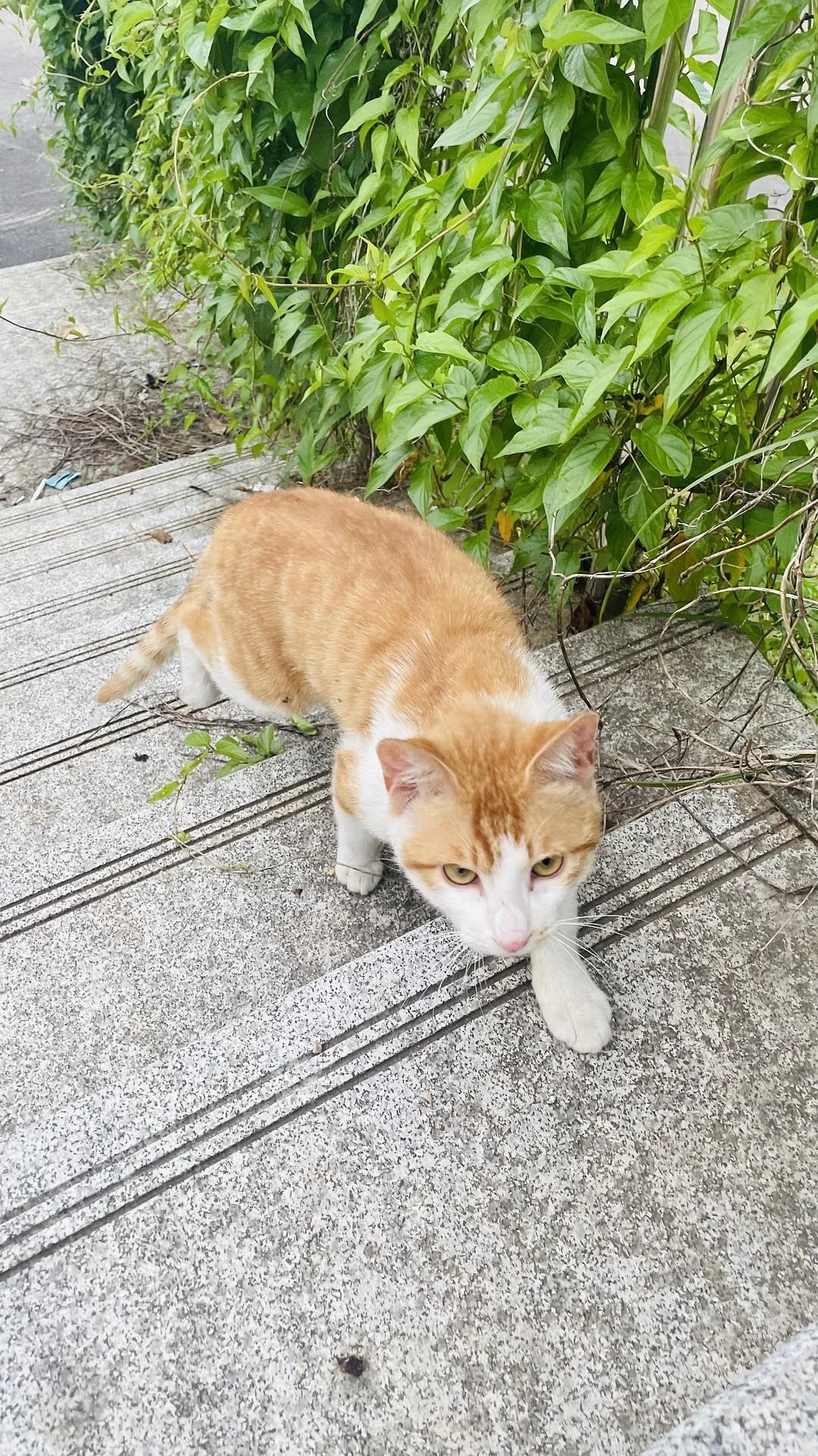 散步路上撞见一只攻击属性很强的喵咪
  #
猫怎 - 图3
