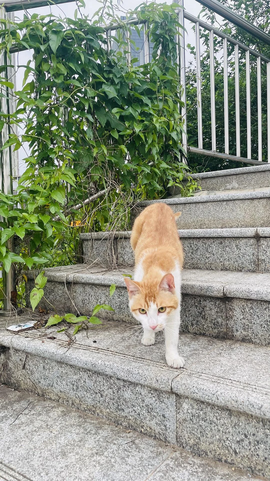 散步路上撞见一只攻击属性很强的喵咪
  #
猫怎 - 图4
