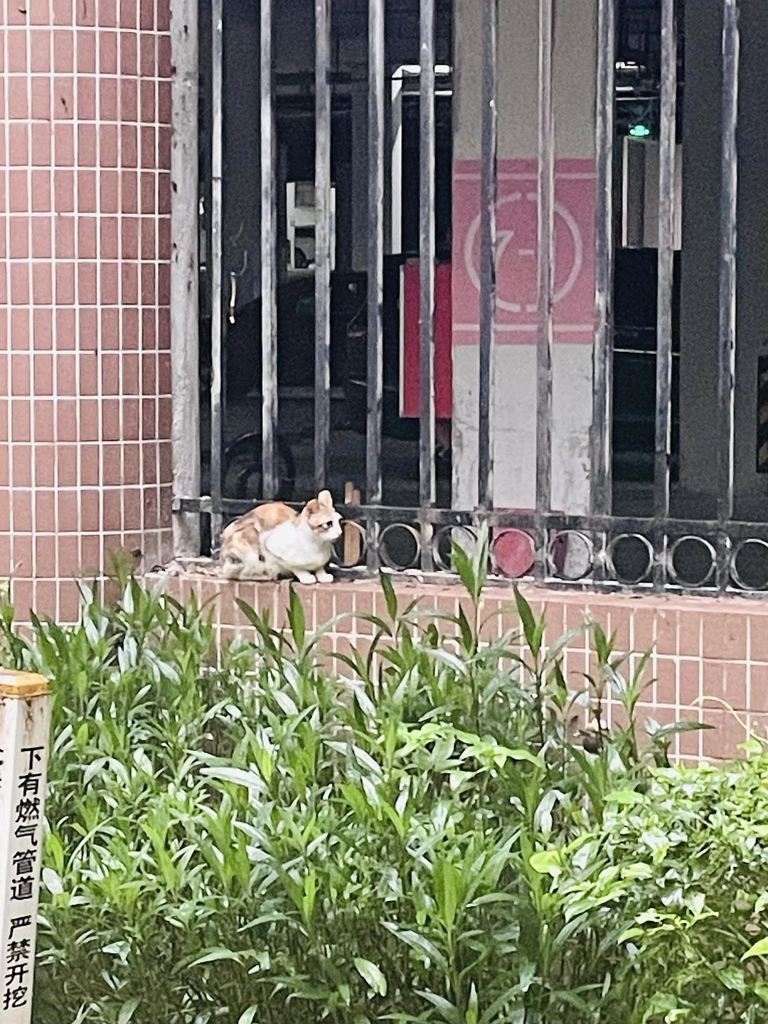 可怜无助的喵咪🥺 - 图1