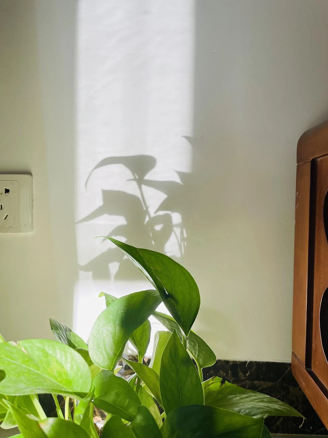 植物光影 - 图1