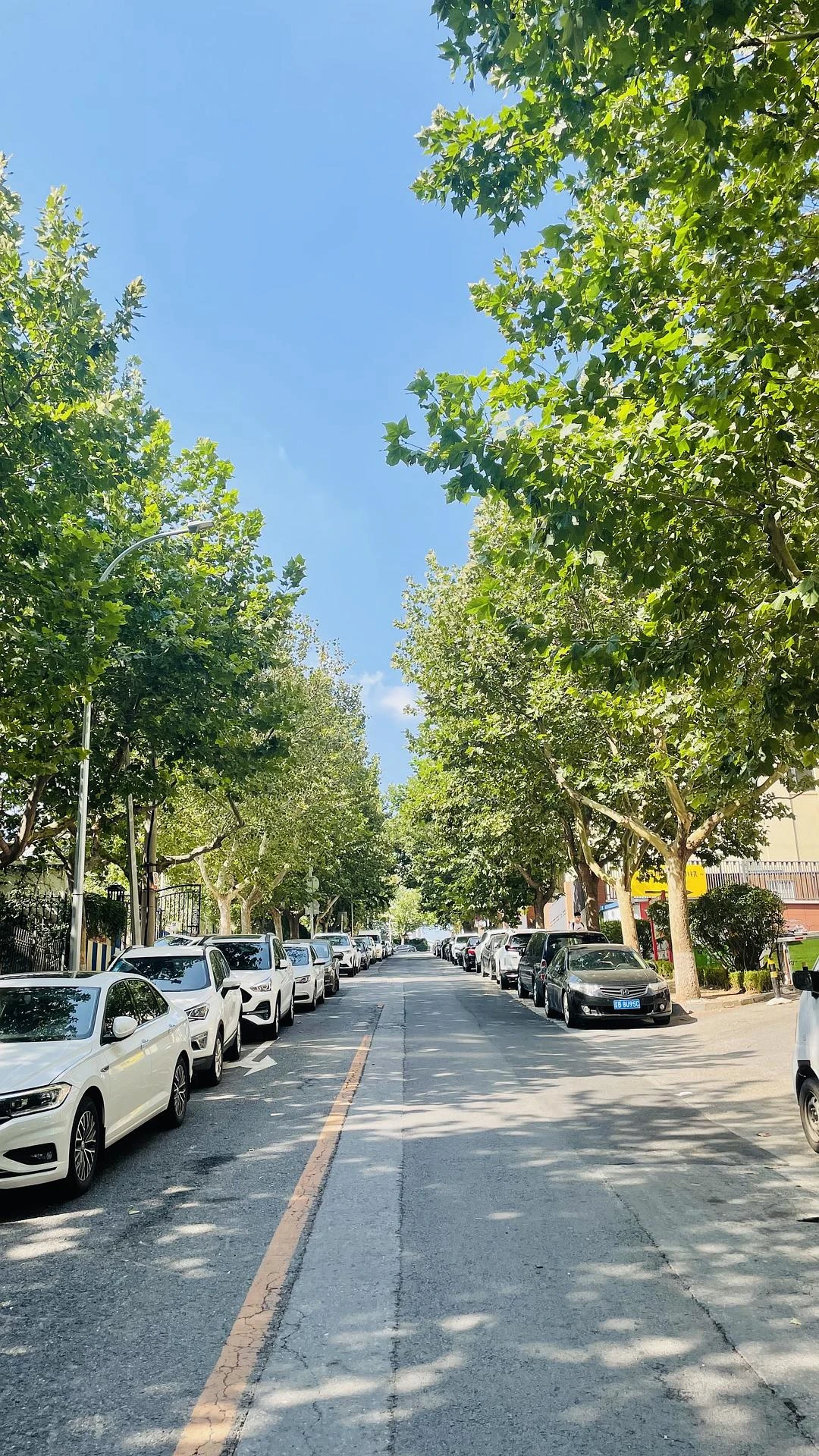 我好喜欢拍树下的道路
这是什么毛病 - 图1