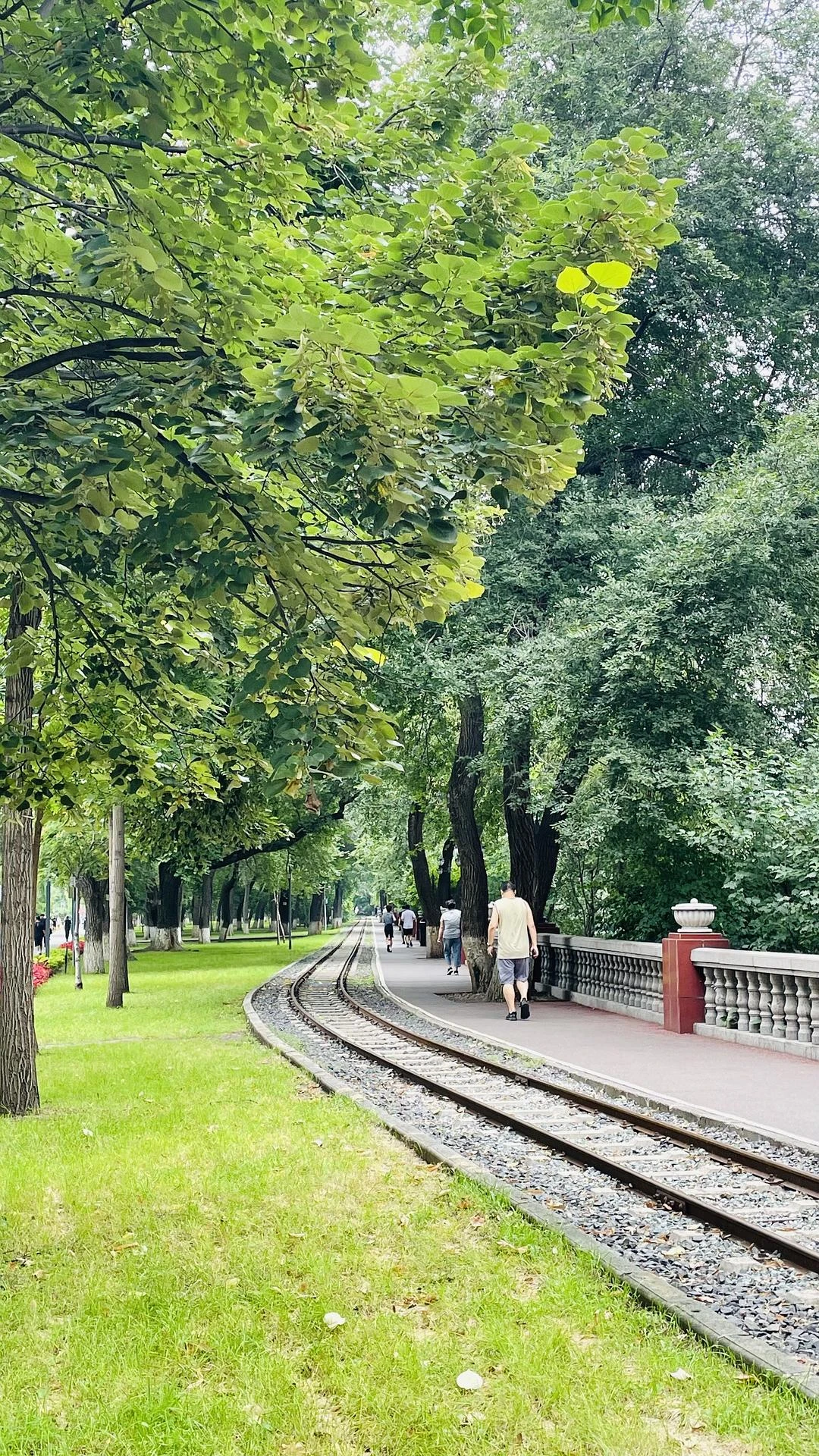 我好喜欢拍树下的道路
这是什么毛病 - 图2