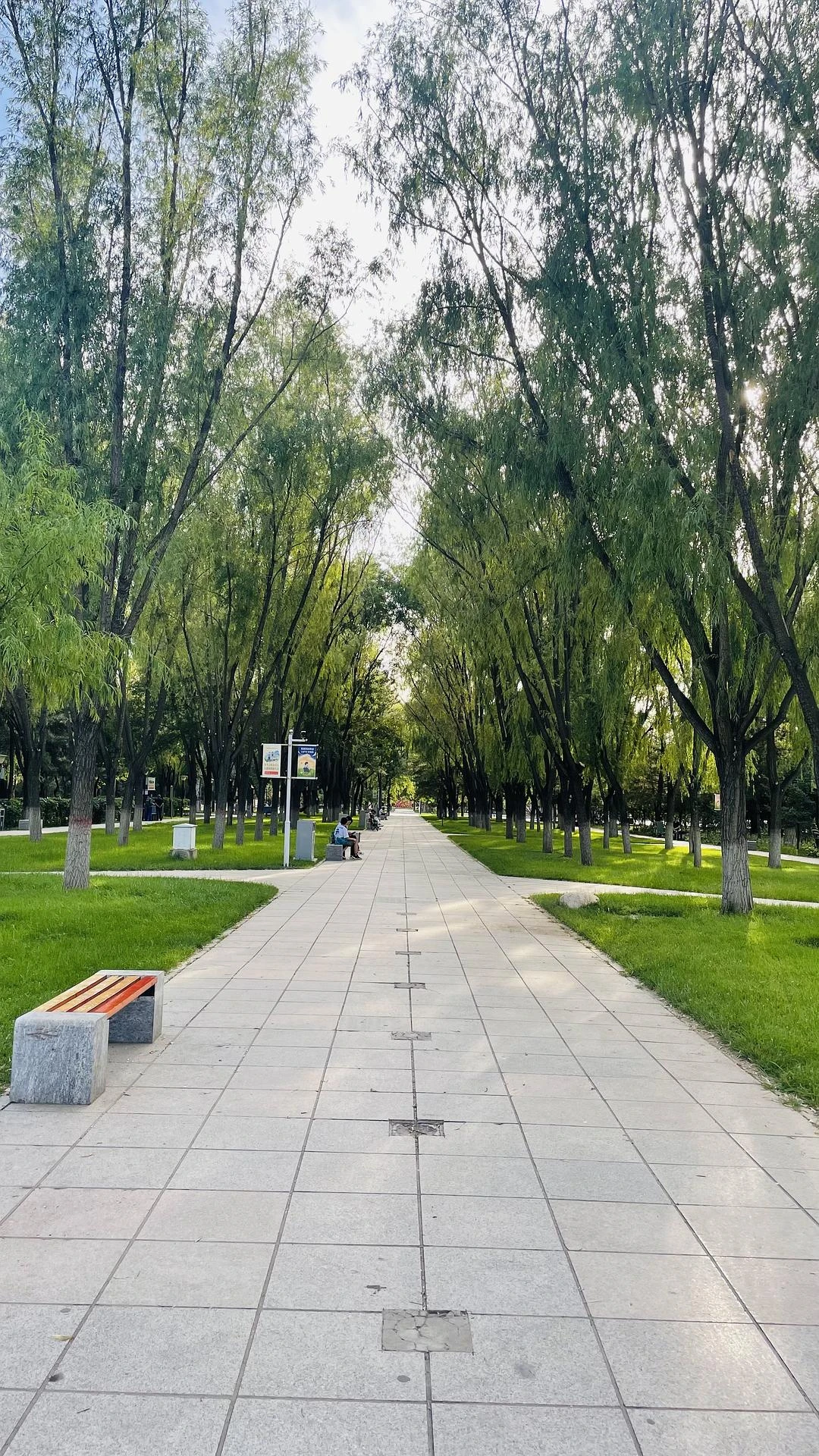 我好喜欢拍树下的道路
这是什么毛病 - 图4