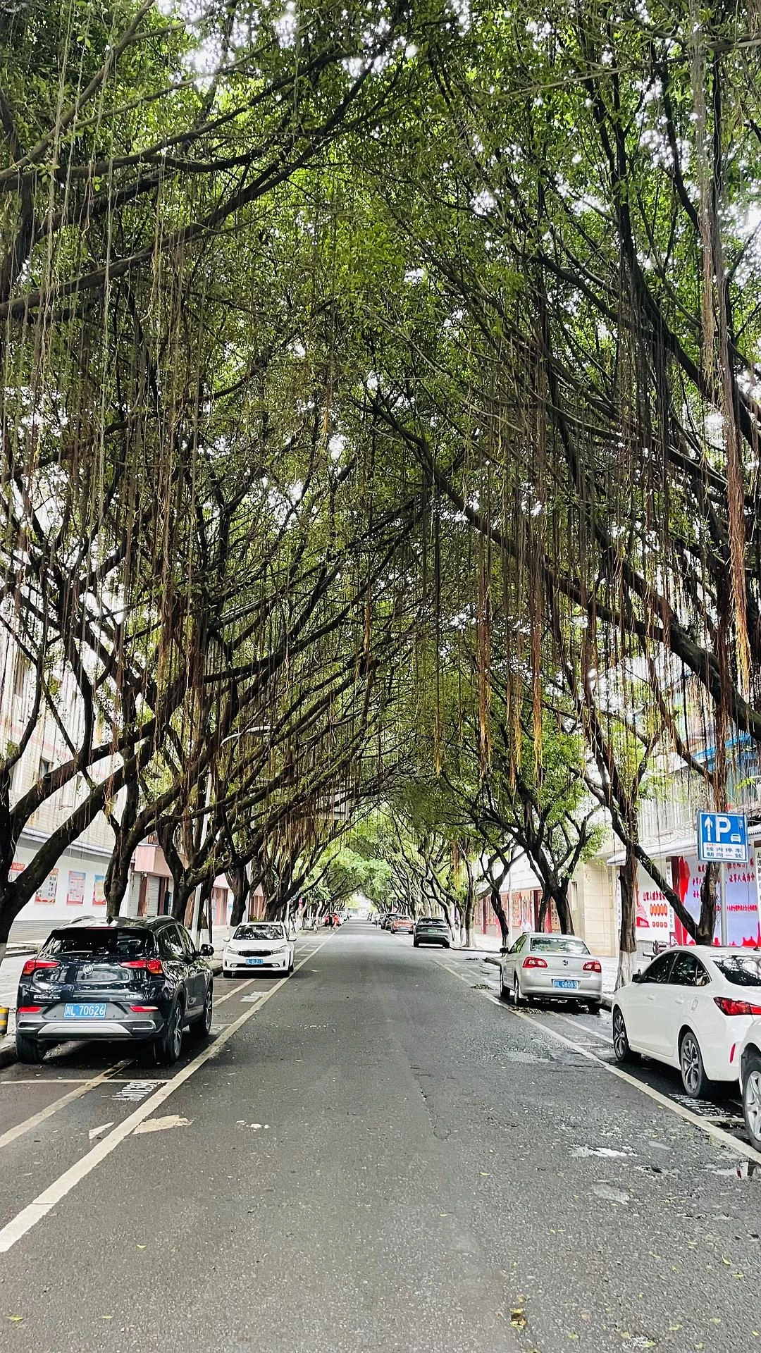 我好喜欢拍树下的道路
这是什么毛病 - 图5