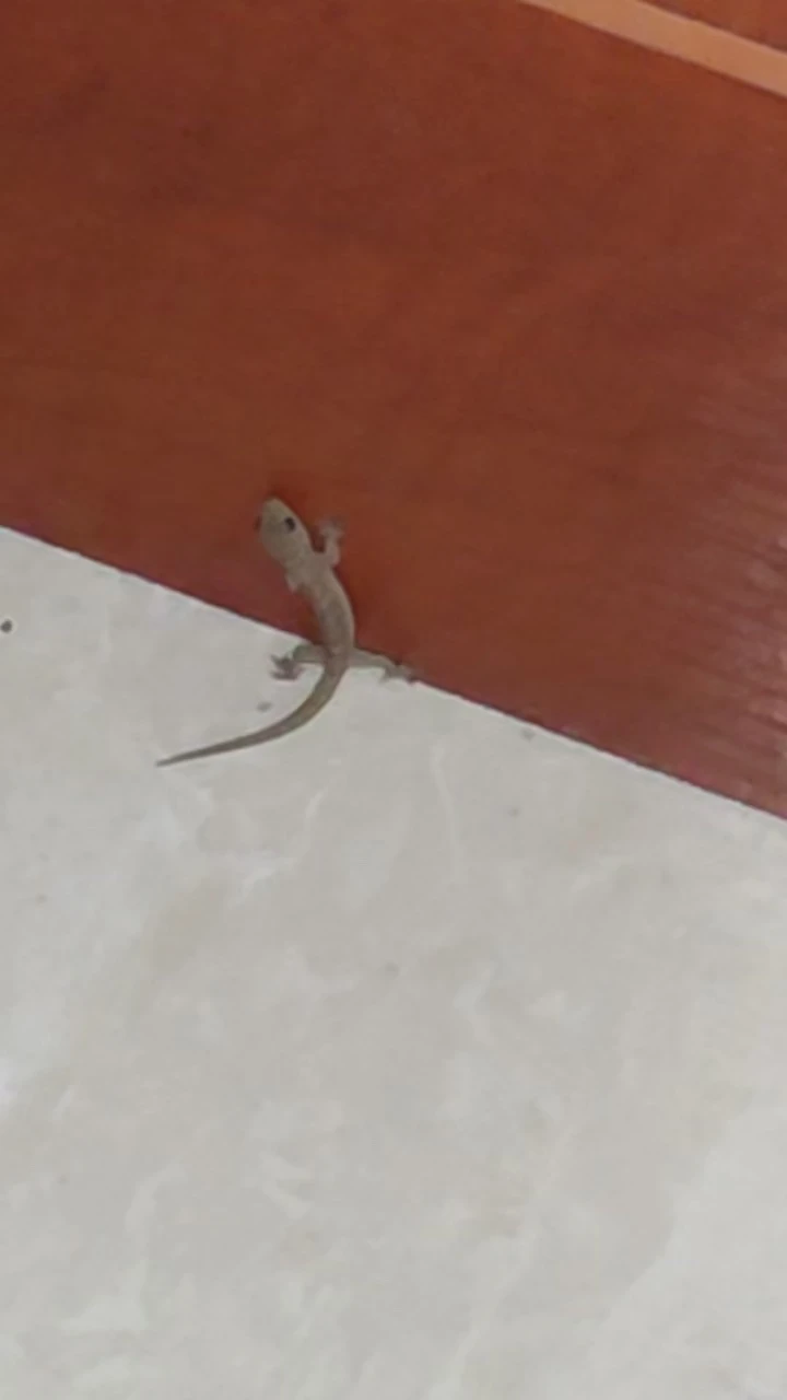 岭南是个好地方
我妹跟我讲家里有壁虎🦎 - 图1