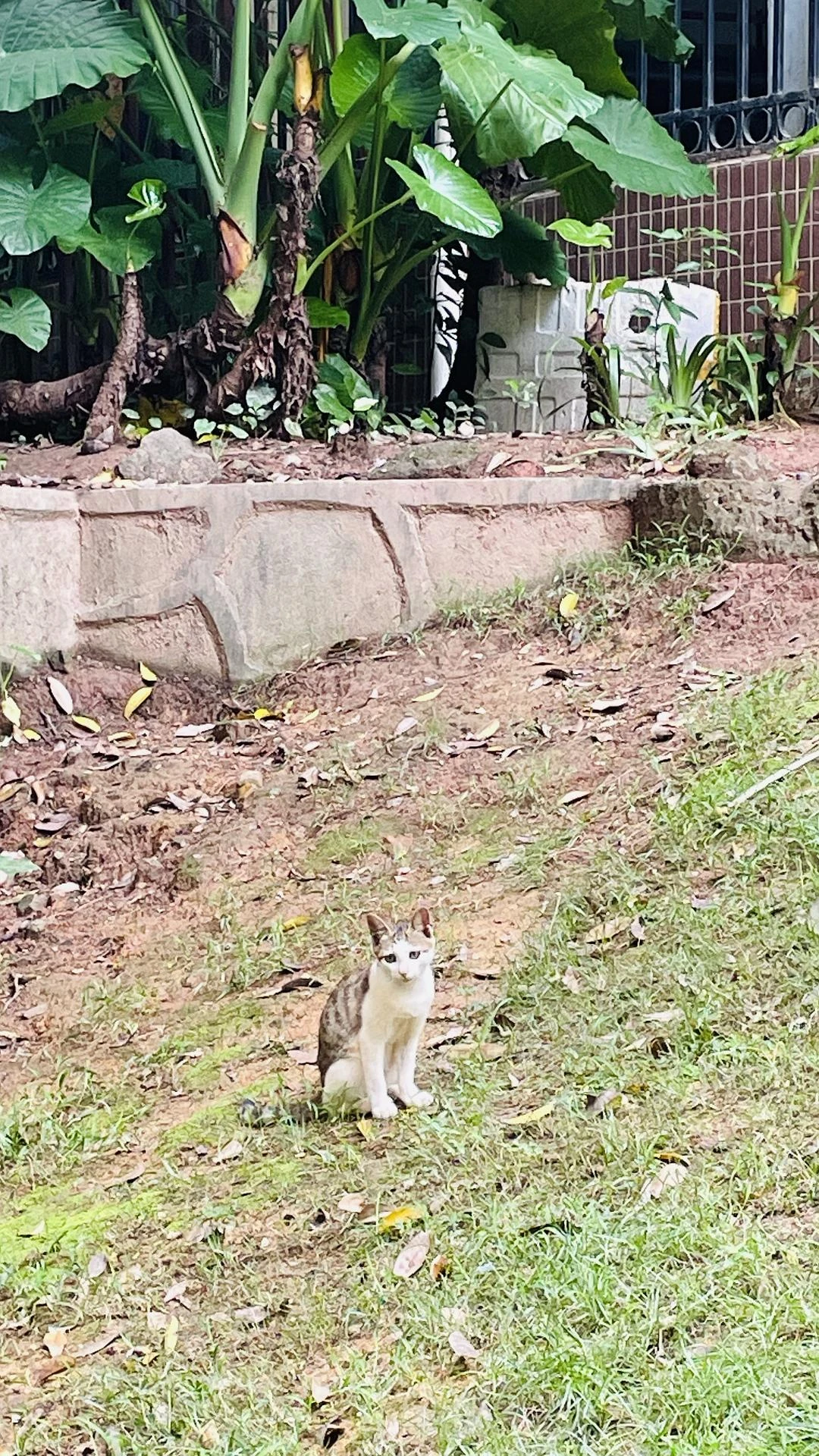我们小区有很多流浪猫，每一只都好瘦，很想给他们投 - 图1