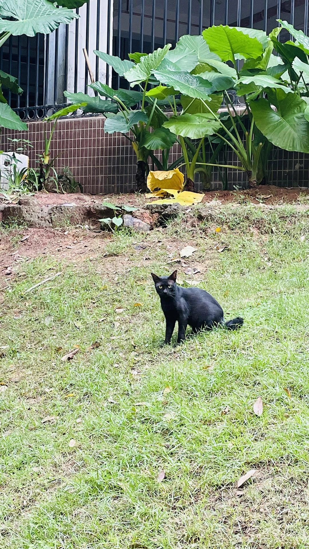 我们小区有很多流浪猫，每一只都好瘦，很想给他们投 - 图2