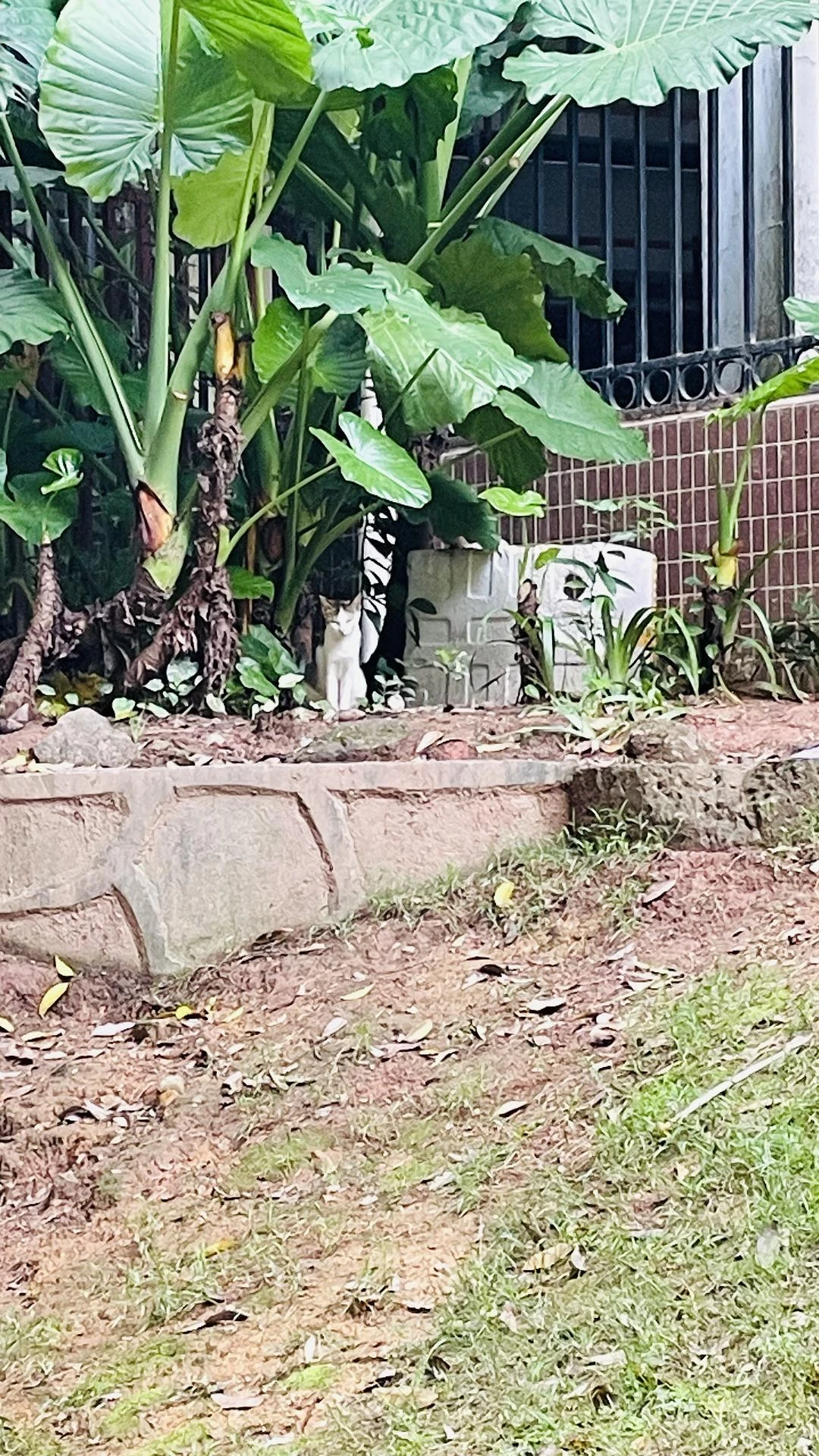 我们小区有很多流浪猫，每一只都好瘦，很想给他们投 - 图3