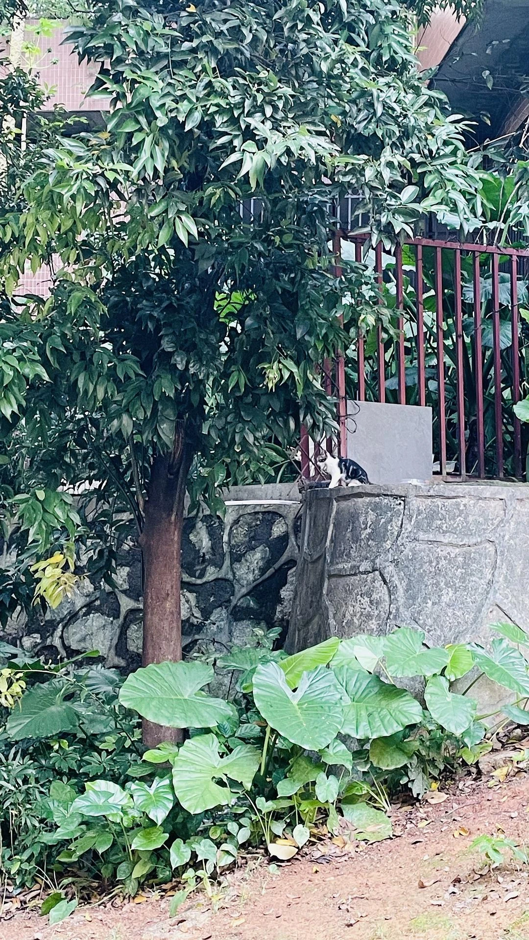 我们小区有很多流浪猫，每一只都好瘦，很想给他们投 - 图4
