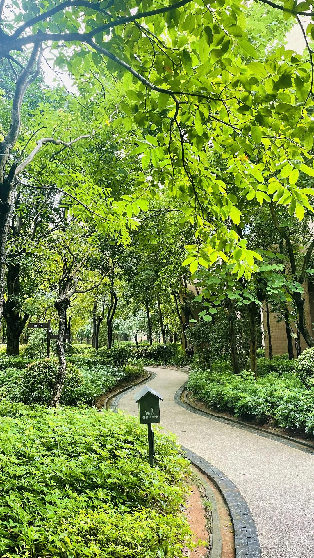 天天下雨，春意盎然
没有一点秋天该有的样子 - 图1