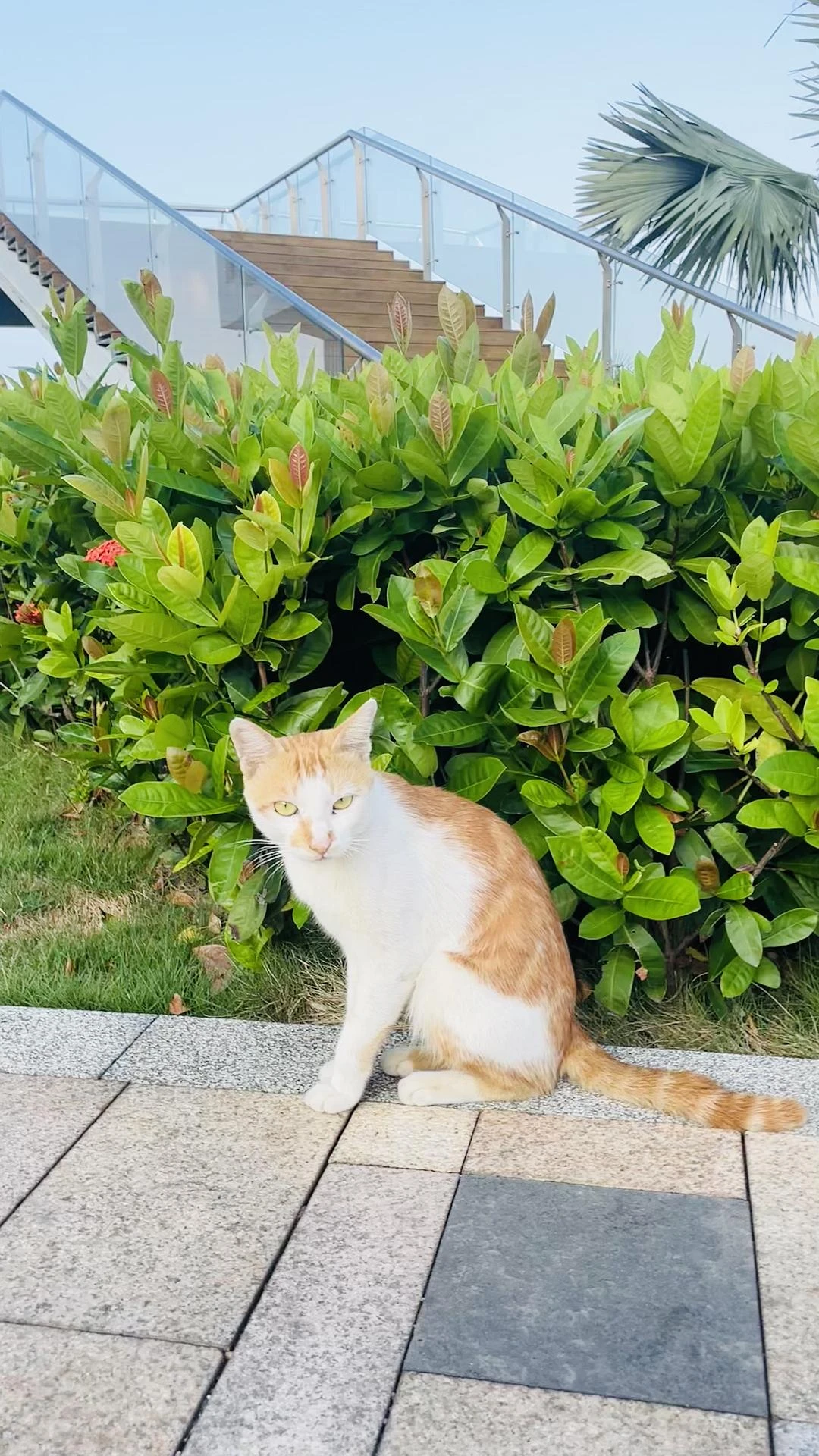 撞见一只撒泼打滚碰瓷的猫咪 - 图1
