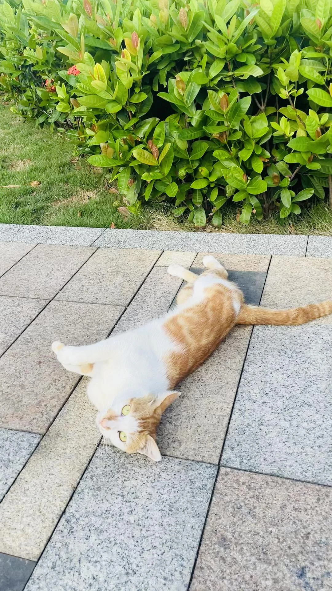撞见一只撒泼打滚碰瓷的猫咪 - 图2