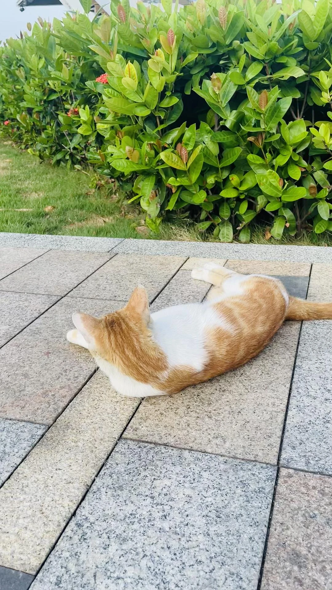 撞见一只撒泼打滚碰瓷的猫咪 - 图3