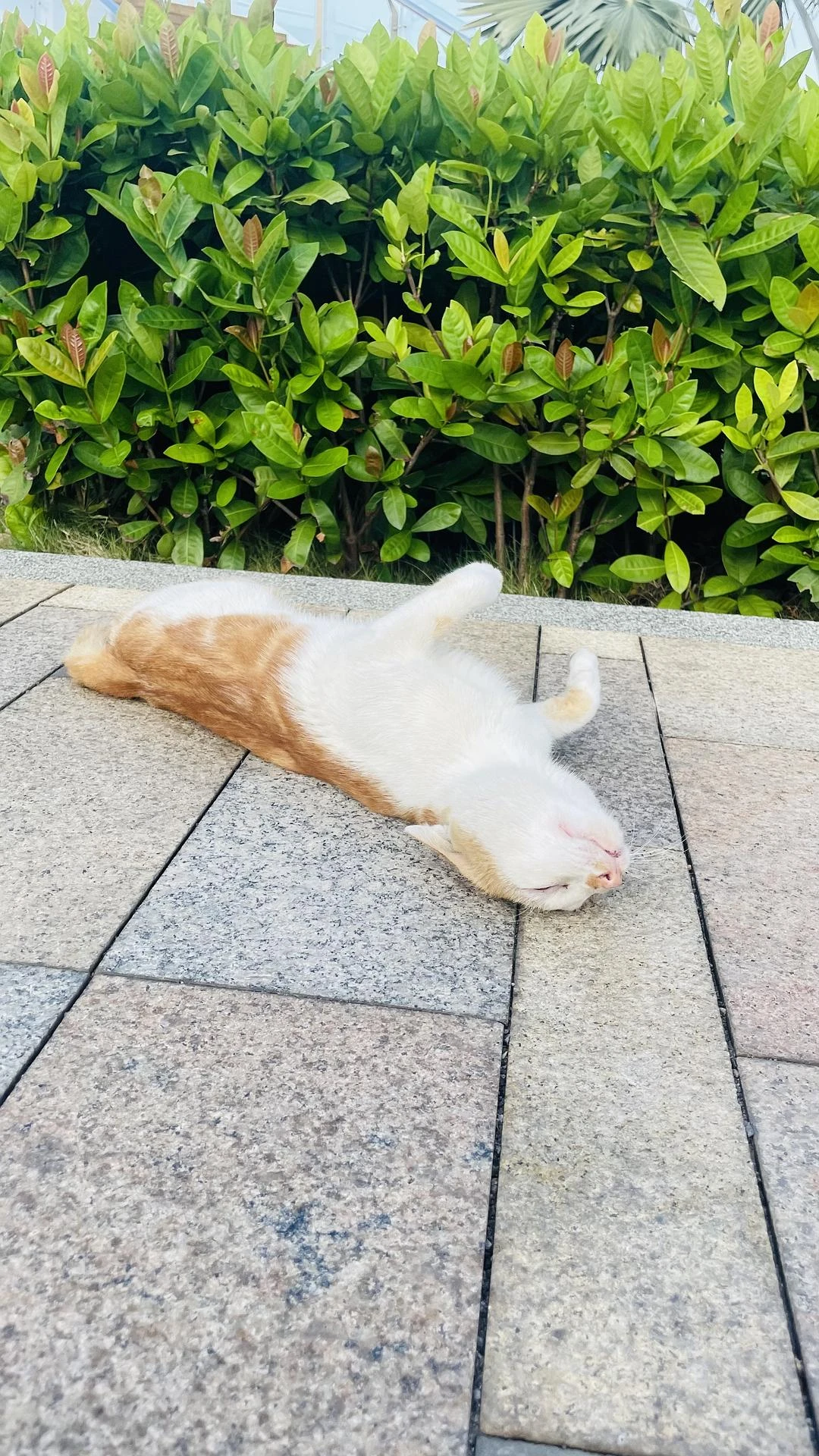 撞见一只撒泼打滚碰瓷的猫咪 - 图4