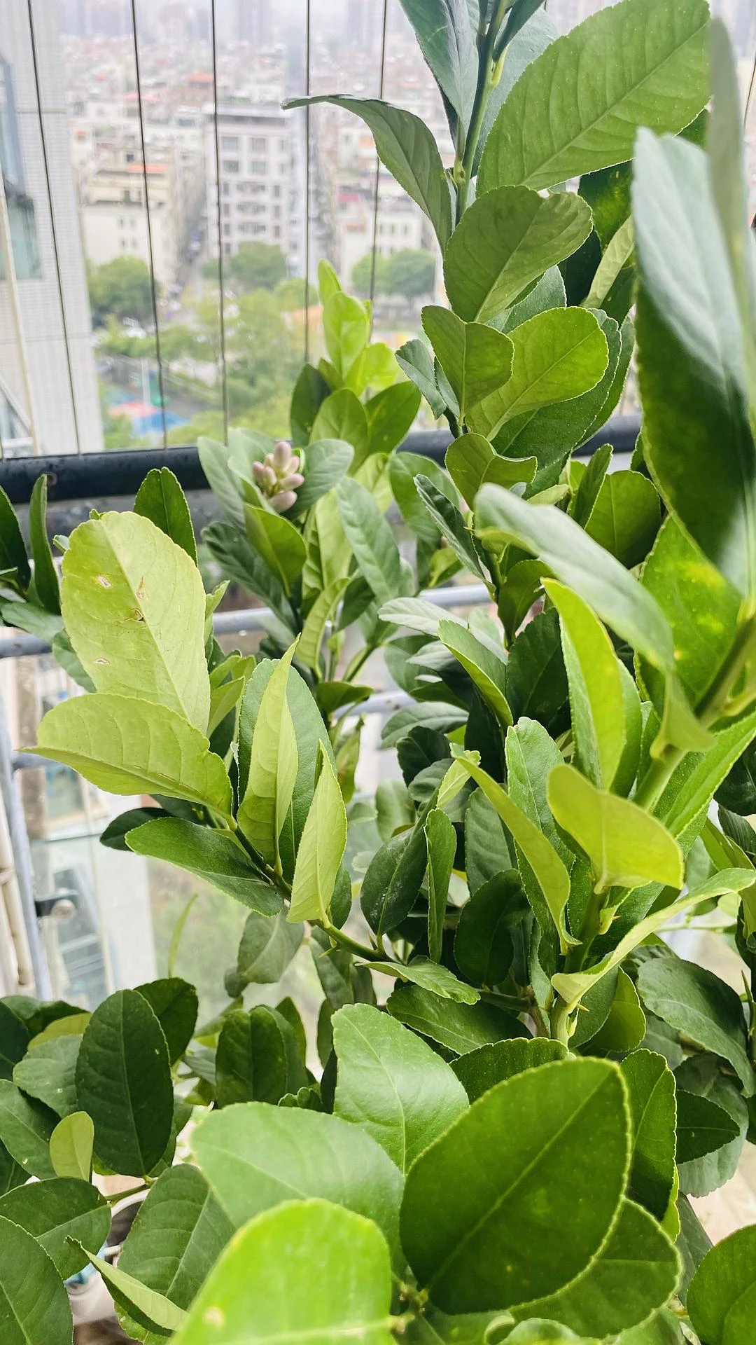 阿西！还要半年才能看到柠檬🍋 - 图2