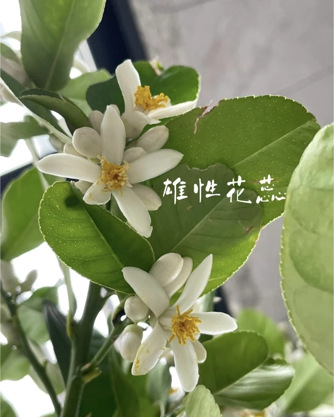 等我那颗柠檬树的花苞彻底展开，我就要给它授粉。授 - 图1