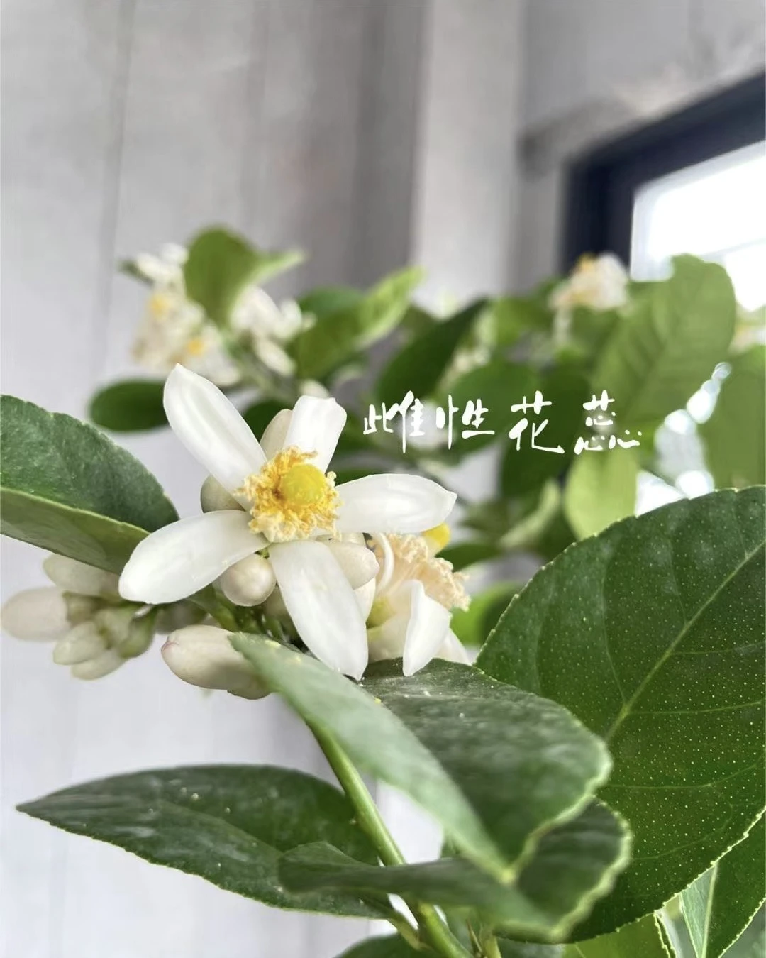 等我那颗柠檬树的花苞彻底展开，我就要给它授粉。授 - 图2
