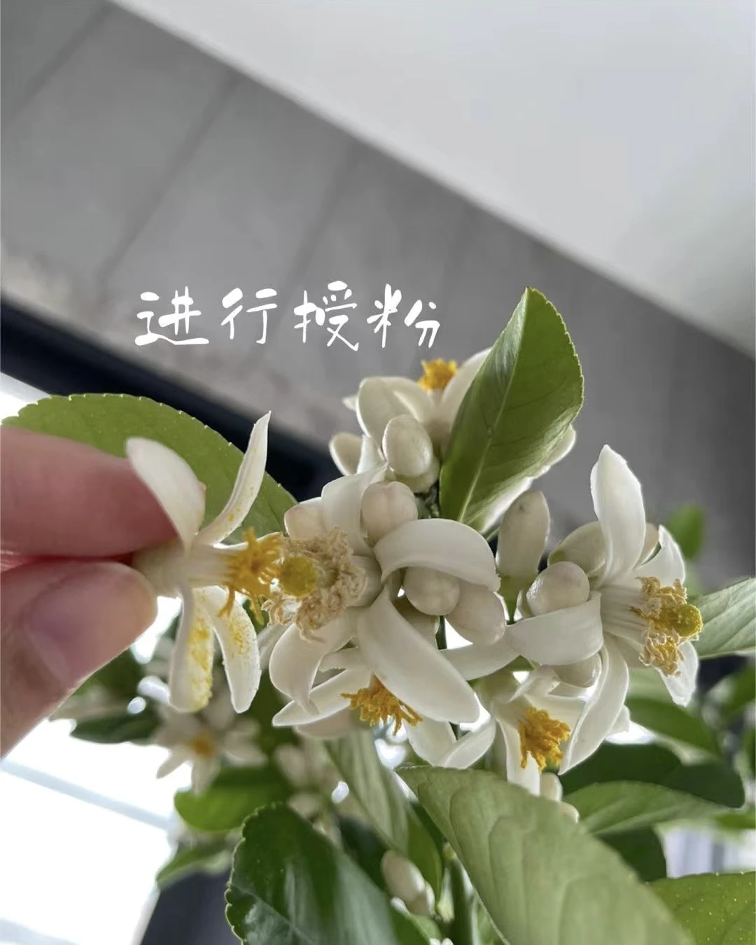 等我那颗柠檬树的花苞彻底展开，我就要给它授粉。授 - 图3