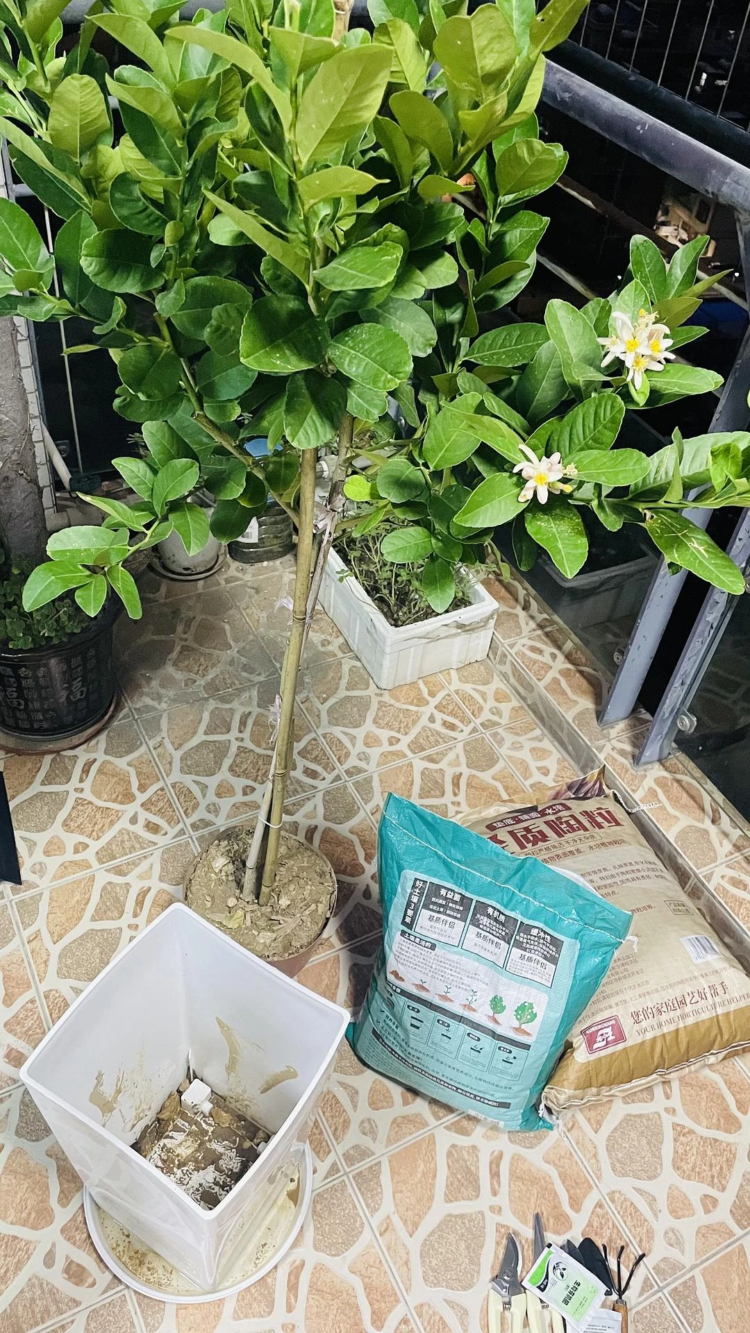 听《
Lemon Tree
》种Lemon Tr - 图1