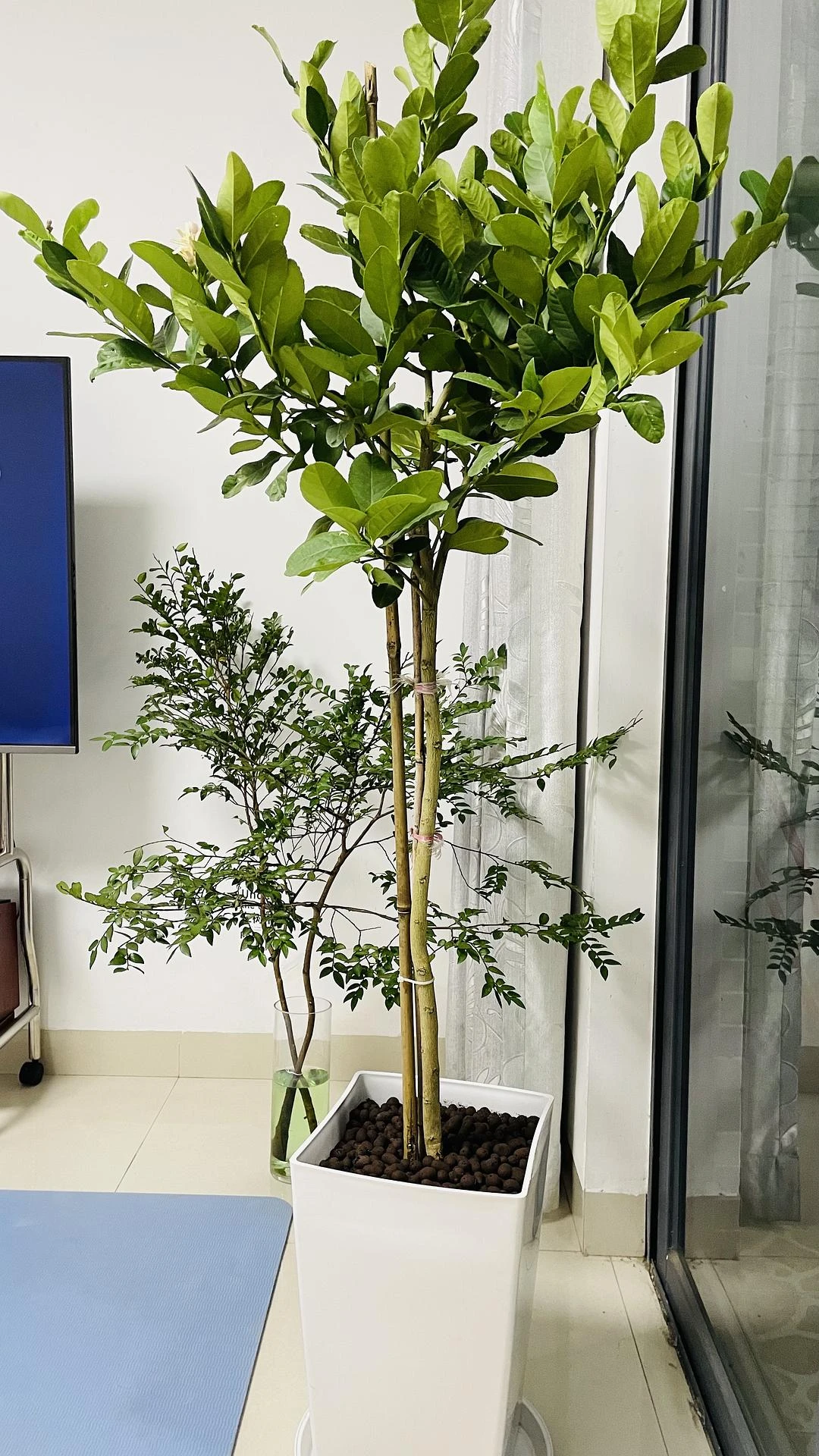 要是不用考虑生计，我想去当一名园艺工 - 图3