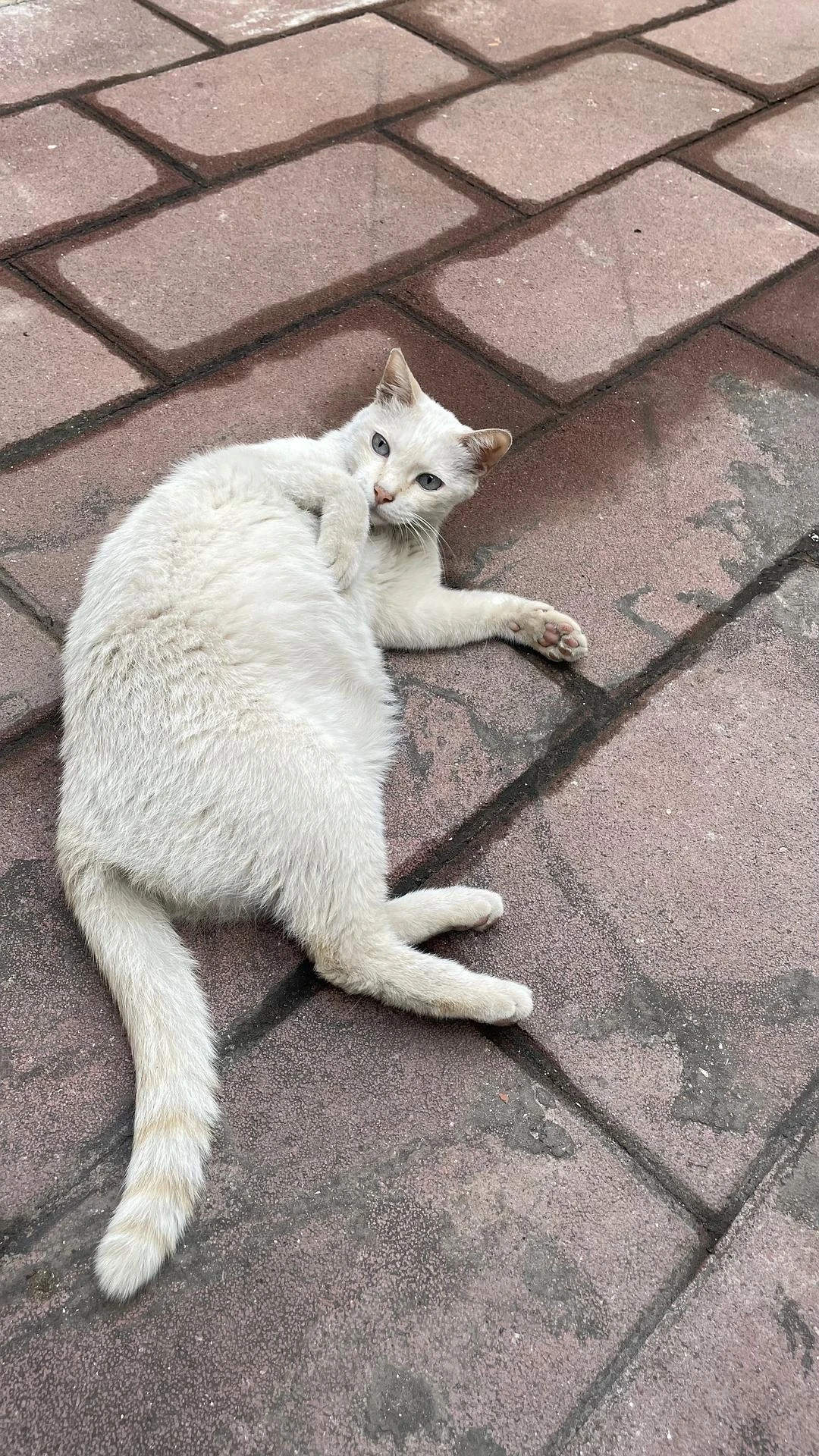 调皮的白猫和呆萌的小猫 - 图1